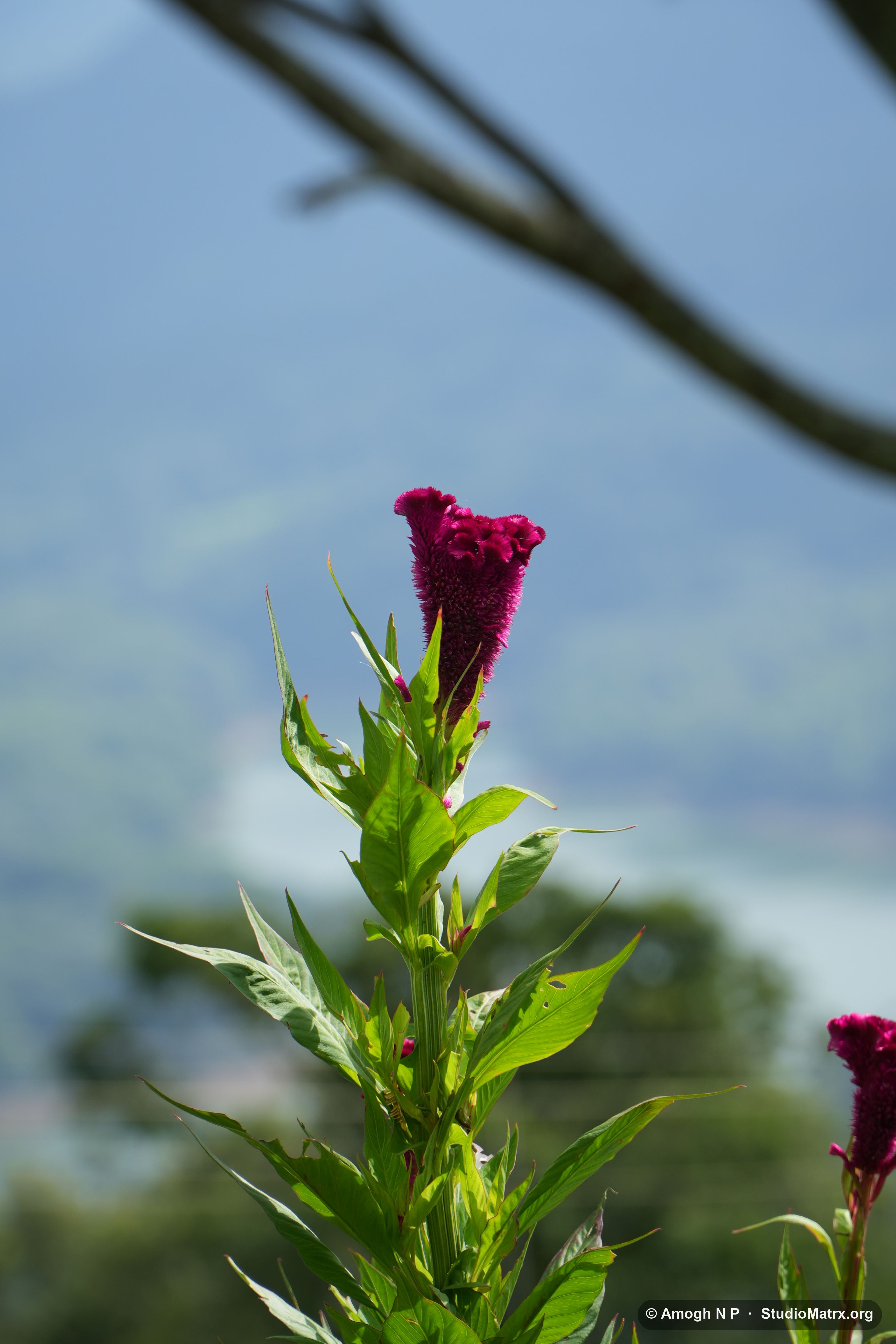 Flower photograph, Sri Lanka (May 2021) — @Amogh N P, StudioMatrx.org