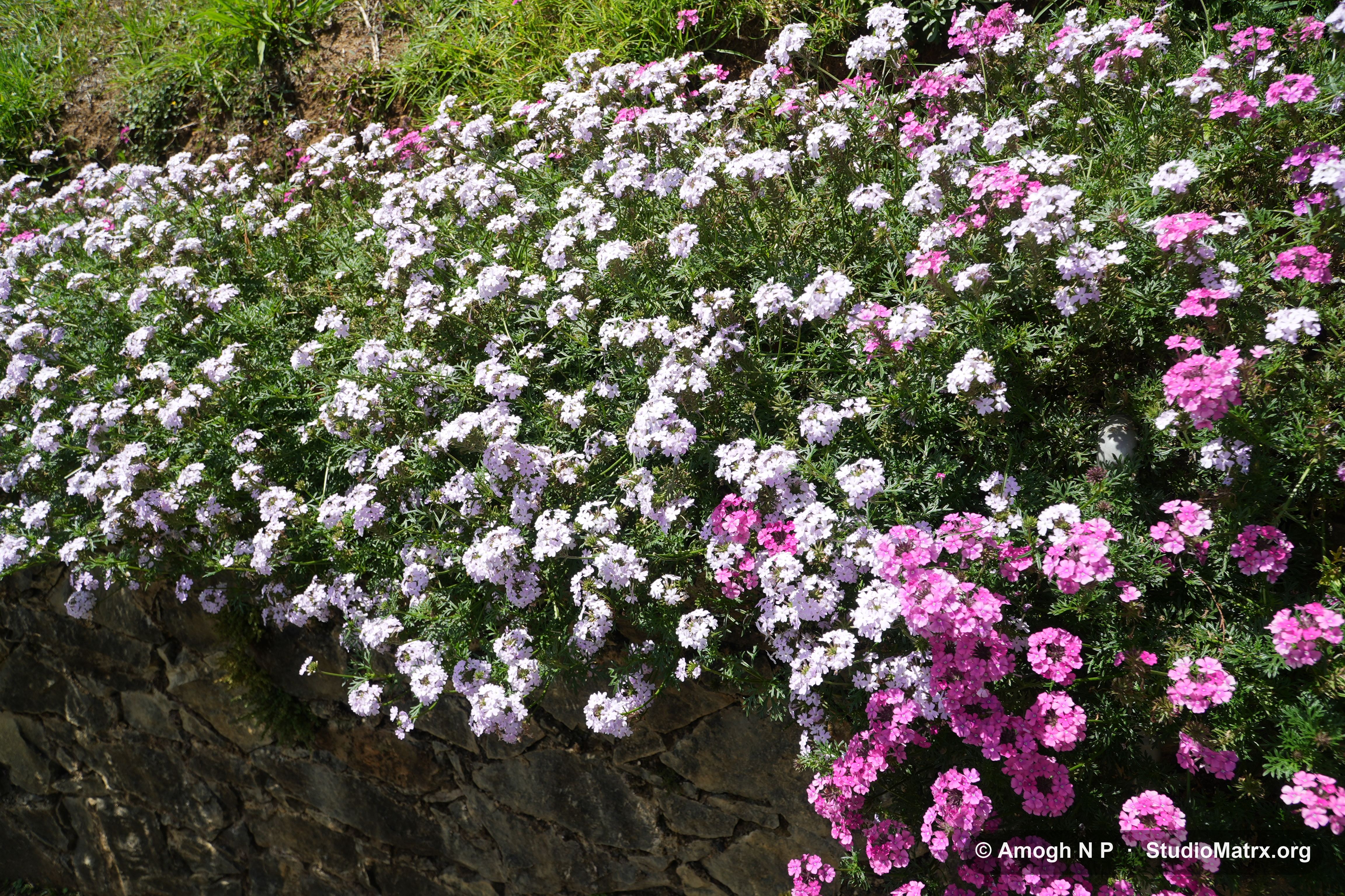 Flower photograph, Sri Lanka (May 2021) — @Amogh N P, StudioMatrx.org
