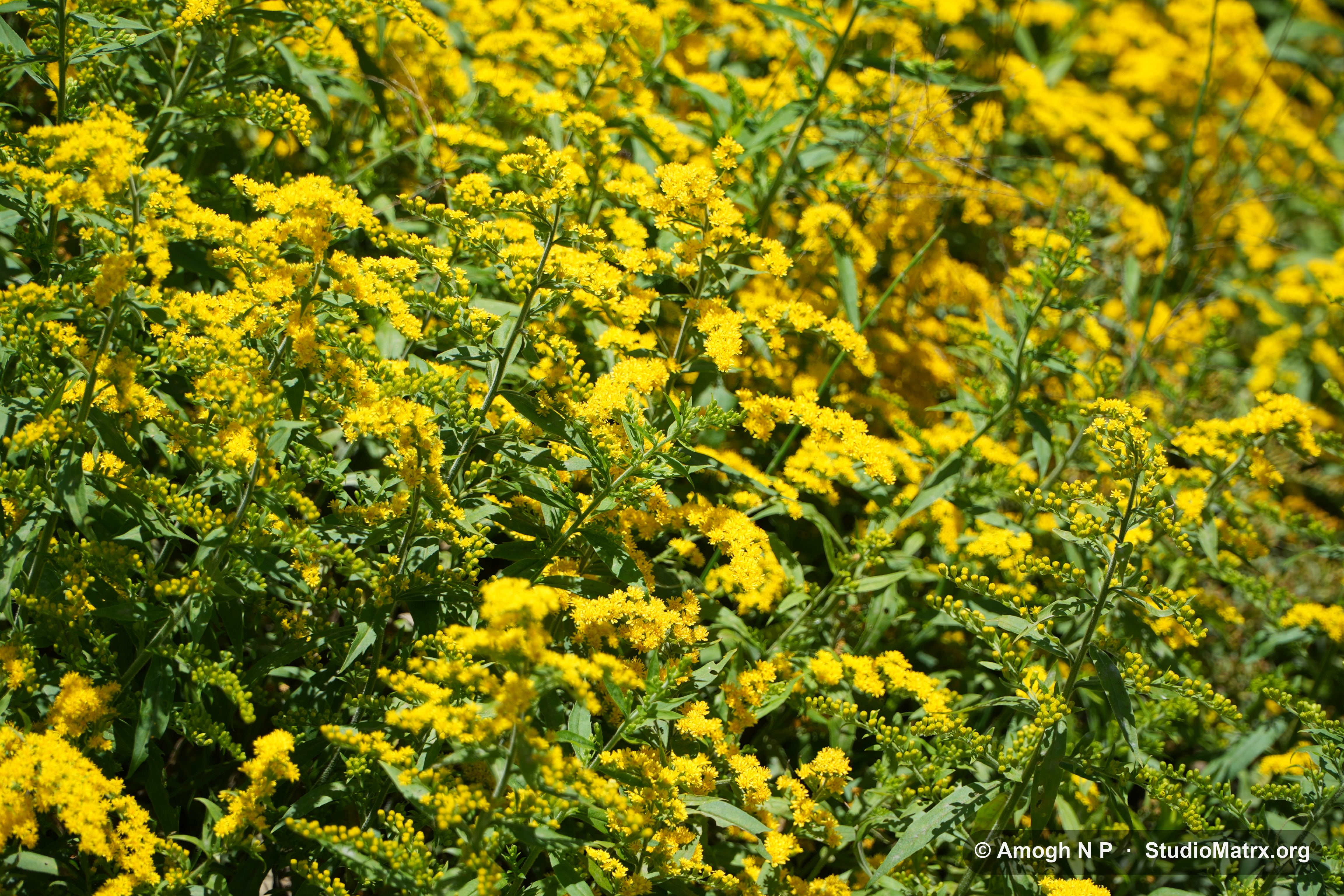 Flower photograph, Sri Lanka (May 2021) — @Amogh N P, StudioMatrx.org