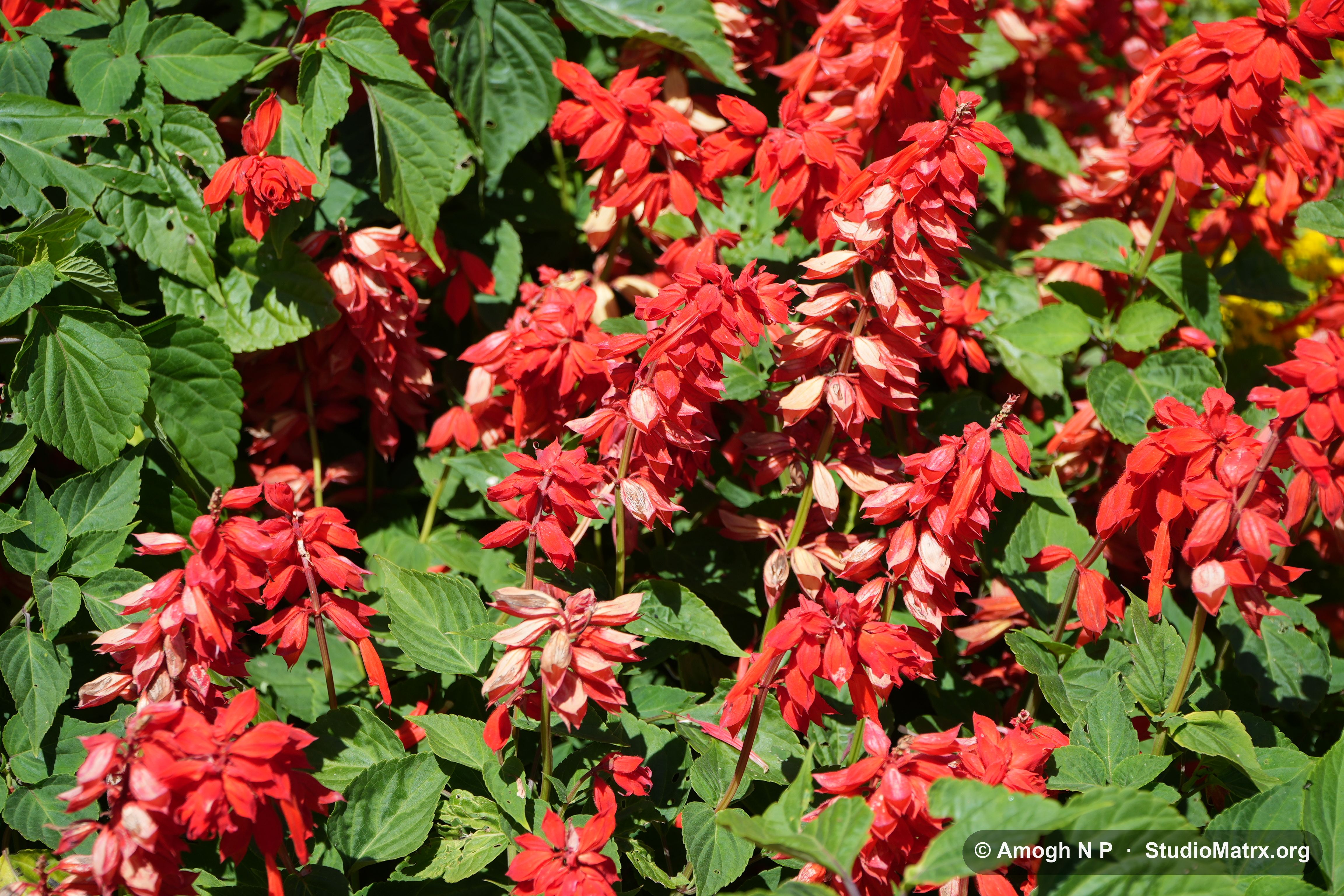 Flower photograph, Sri Lanka (May 2021) — @Amogh N P, StudioMatrx.org