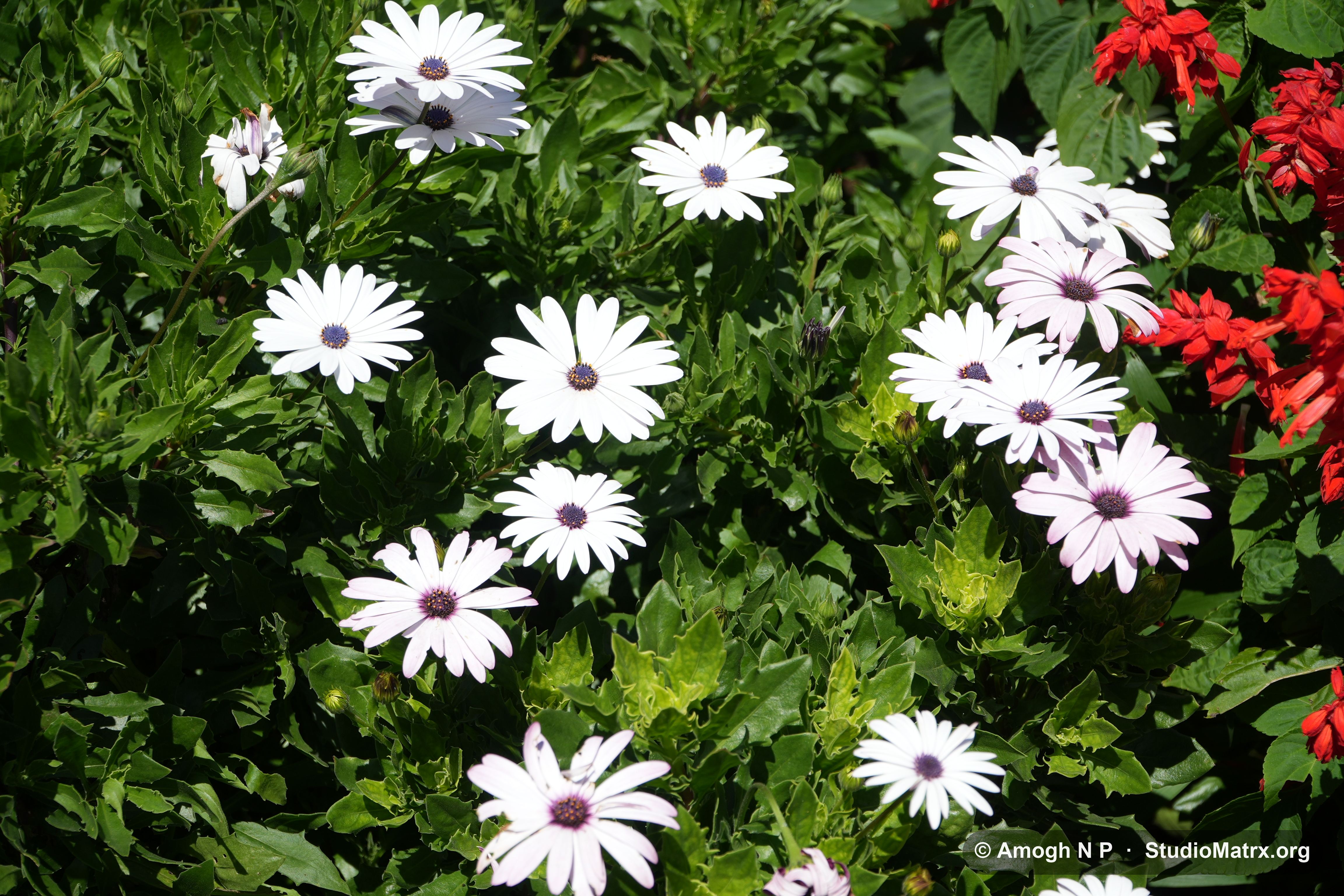 Flower photograph, Sri Lanka (May 2021) — @Amogh N P, StudioMatrx.org