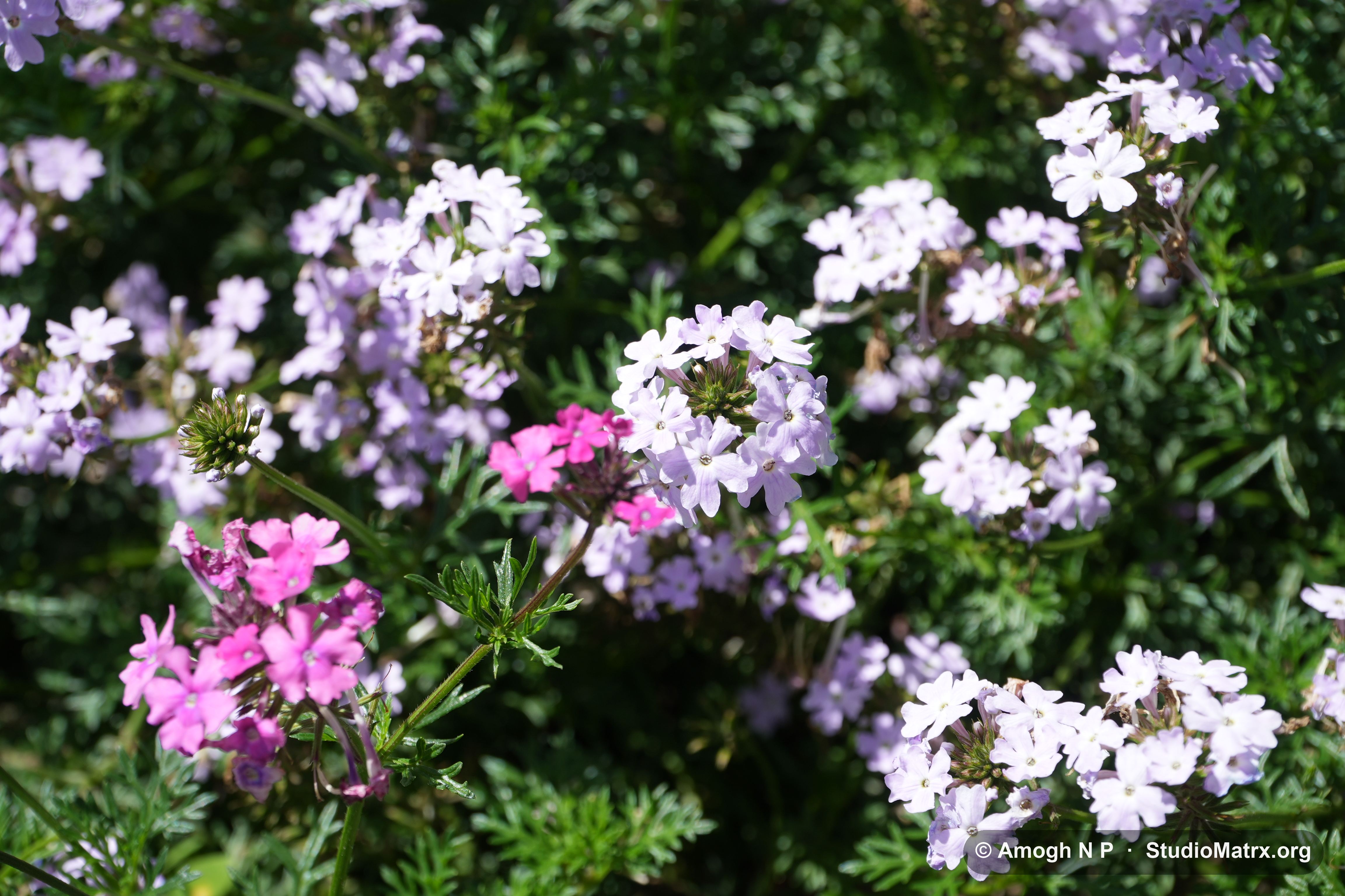 Flower photograph, Sri Lanka (May 2021) — @Amogh N P, StudioMatrx.org