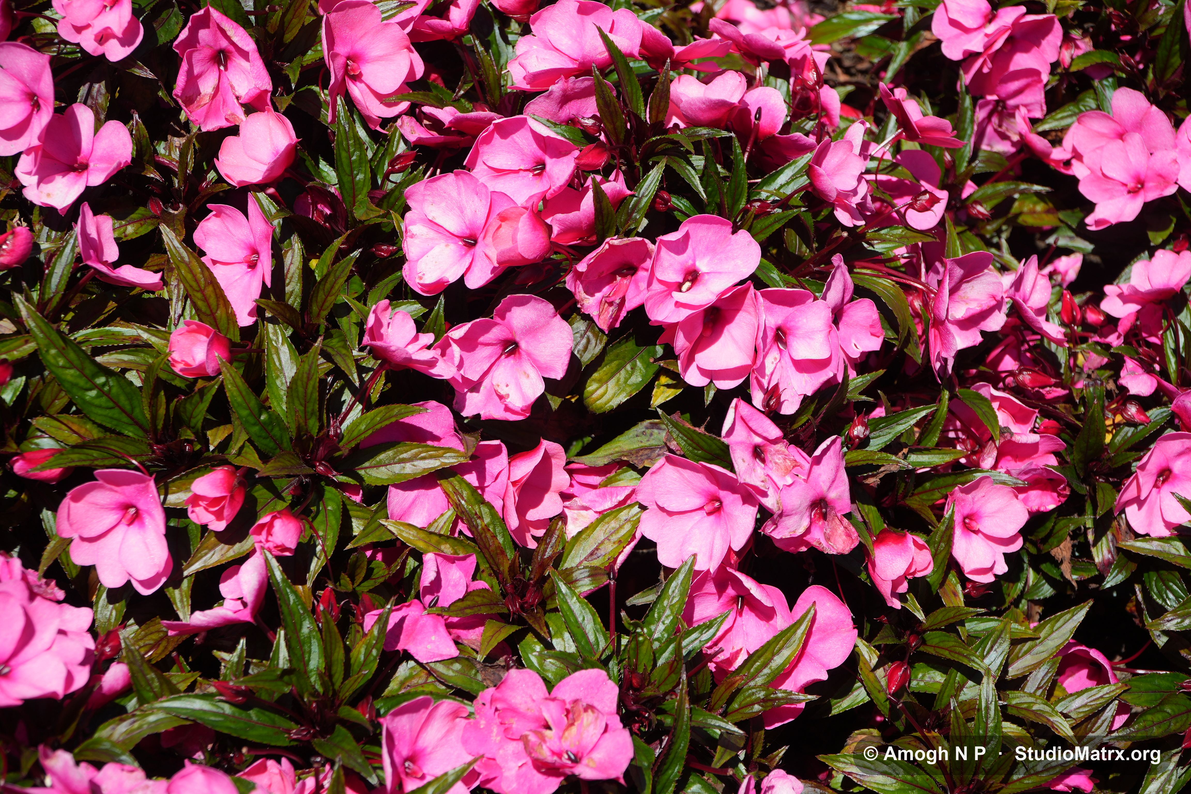 Flower photograph, Sri Lanka (May 2021) — @Amogh N P, StudioMatrx.org
