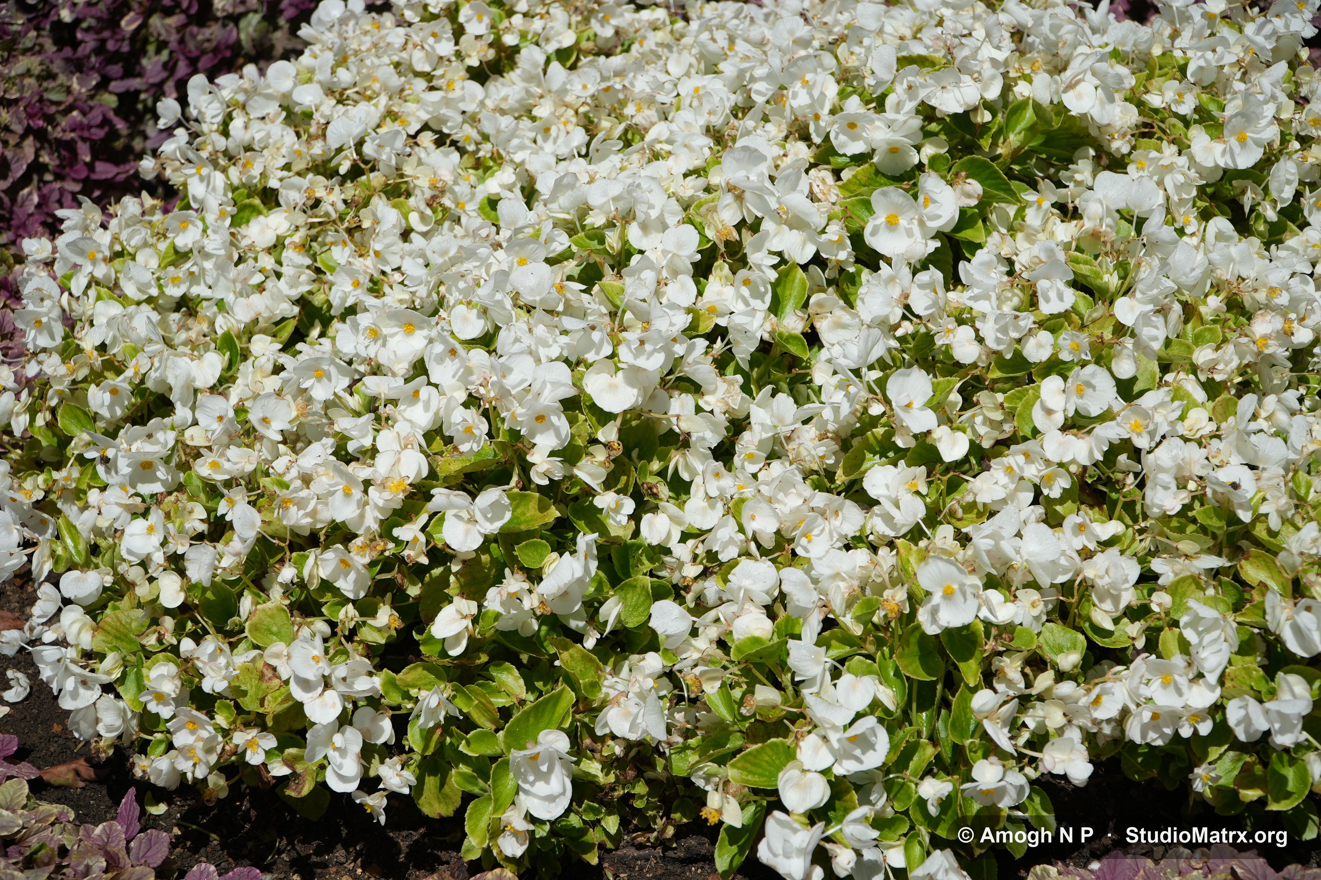 Flower photograph, Sri Lanka (May 2021) — @Amogh N P, StudioMatrx.org