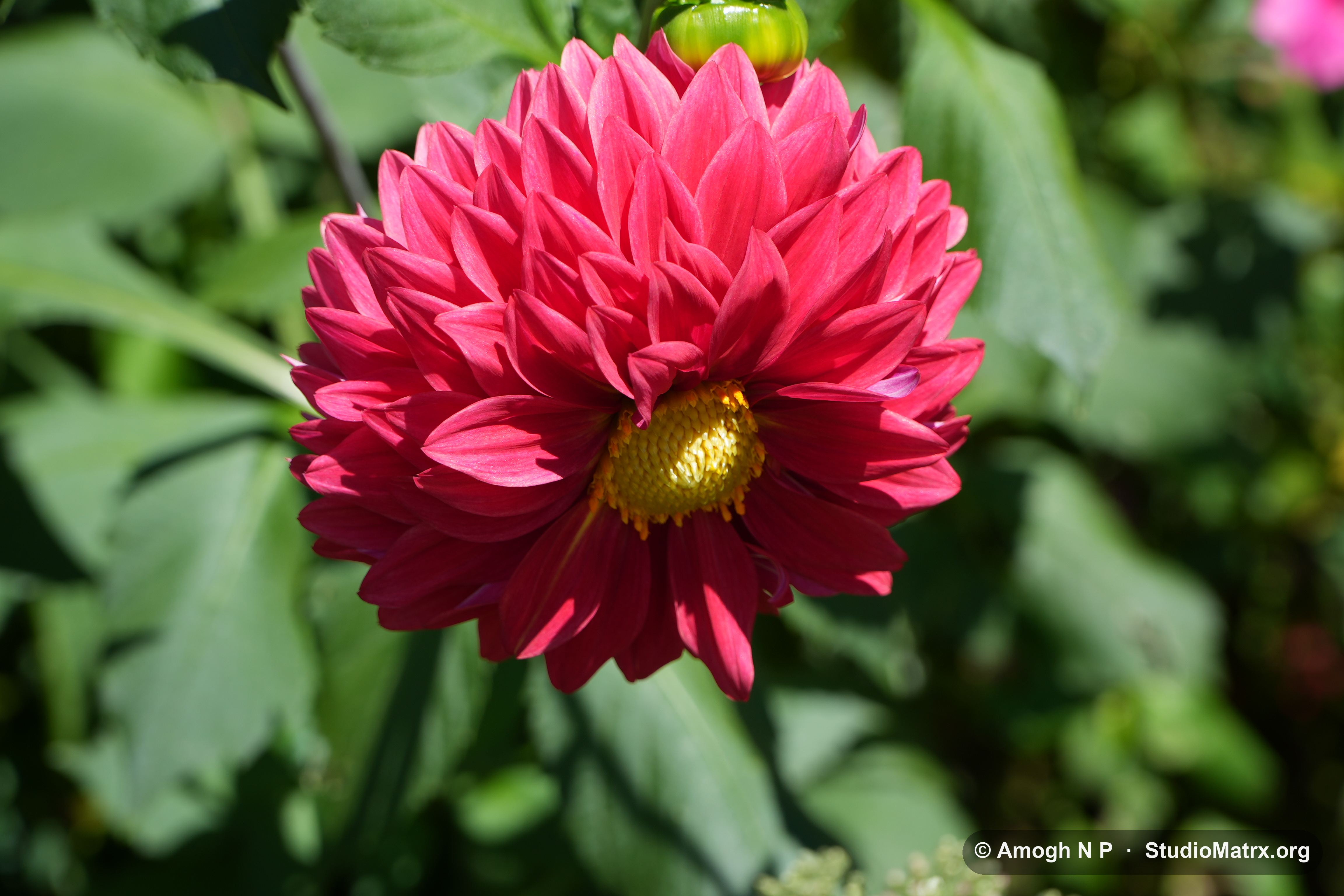 Flower photograph, Sri Lanka (May 2021) — @Amogh N P, StudioMatrx.org