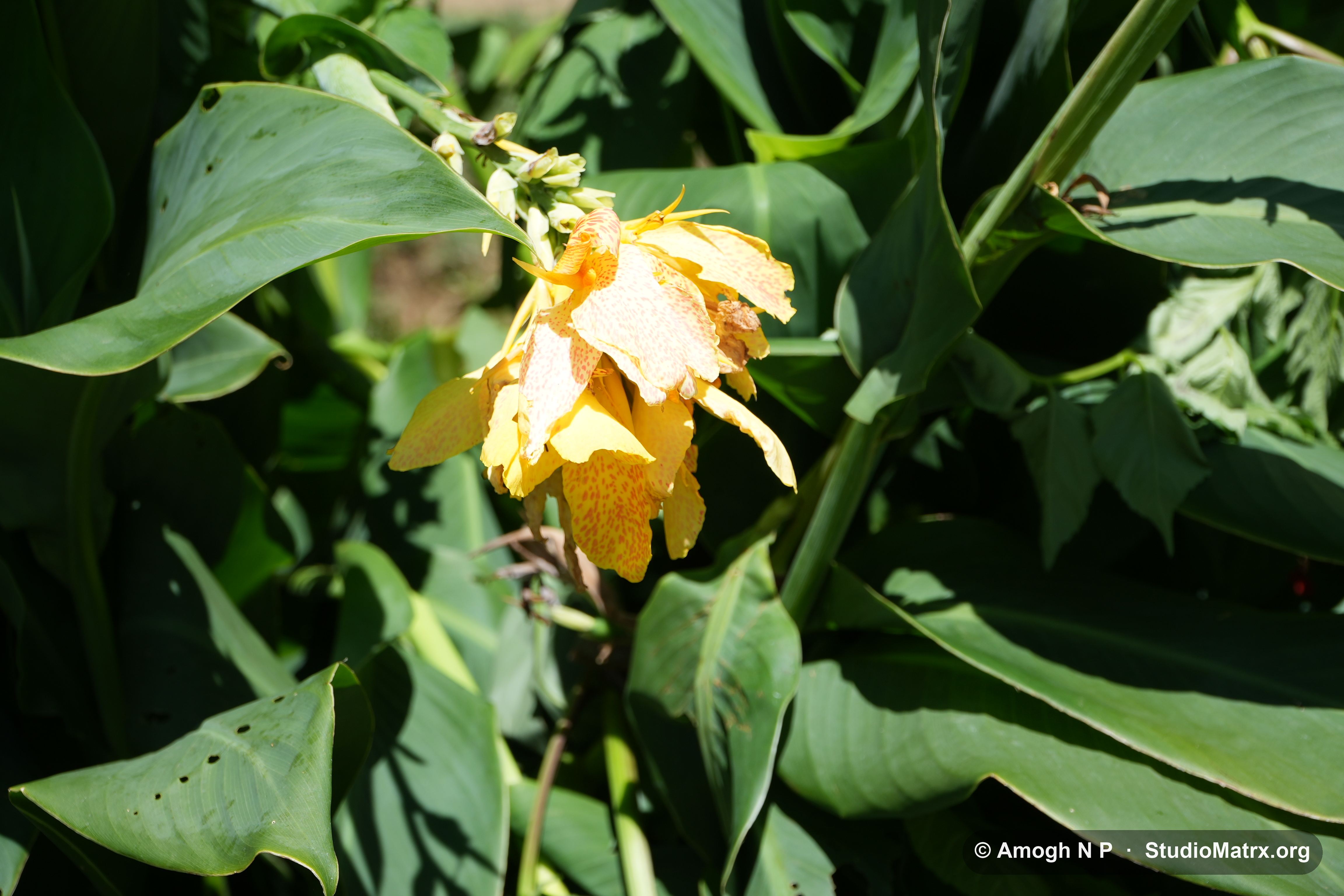 Flower photograph, Sri Lanka (May 2021) — @Amogh N P, StudioMatrx.org