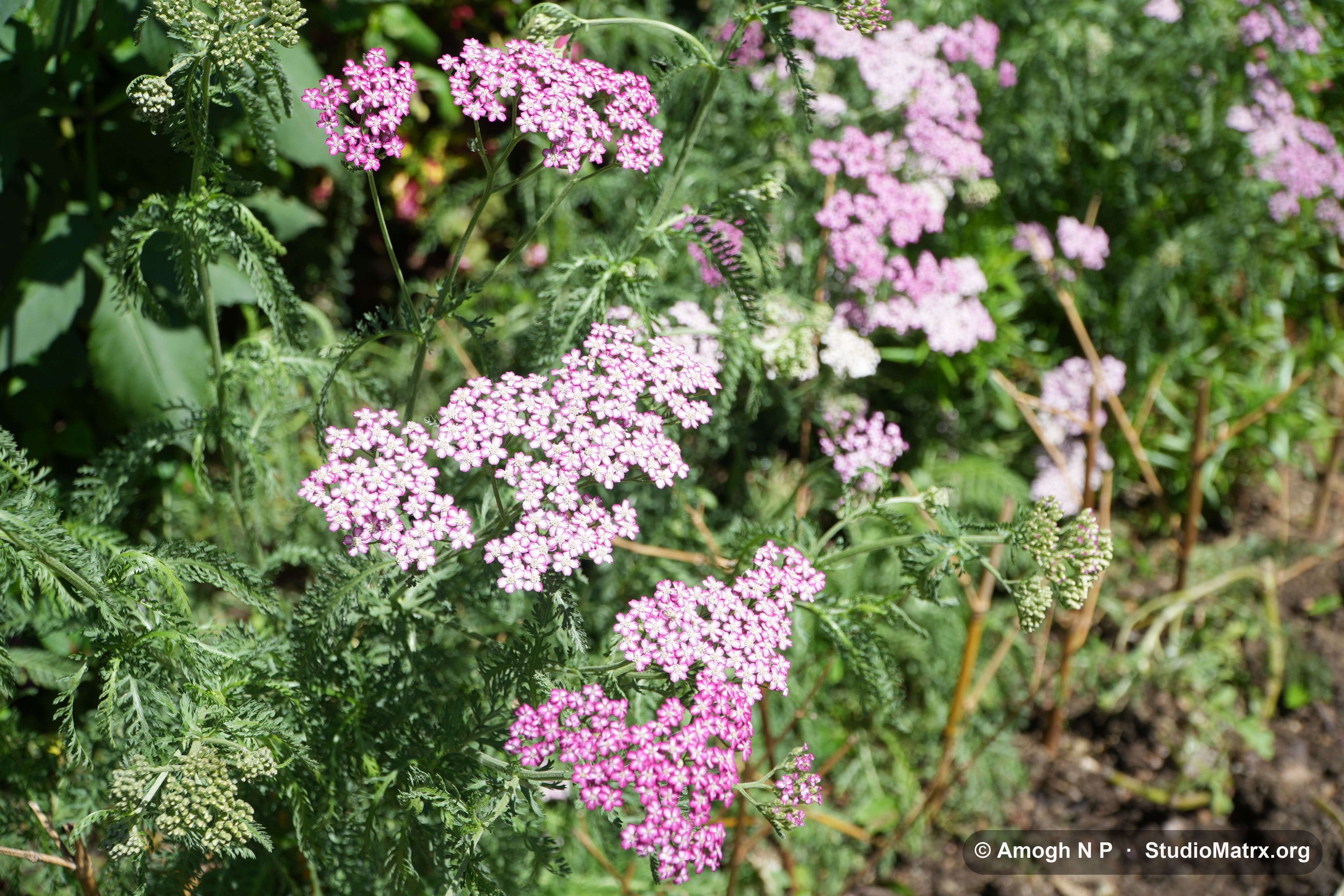 Flower photograph, Sri Lanka (May 2021) — @Amogh N P, StudioMatrx.org