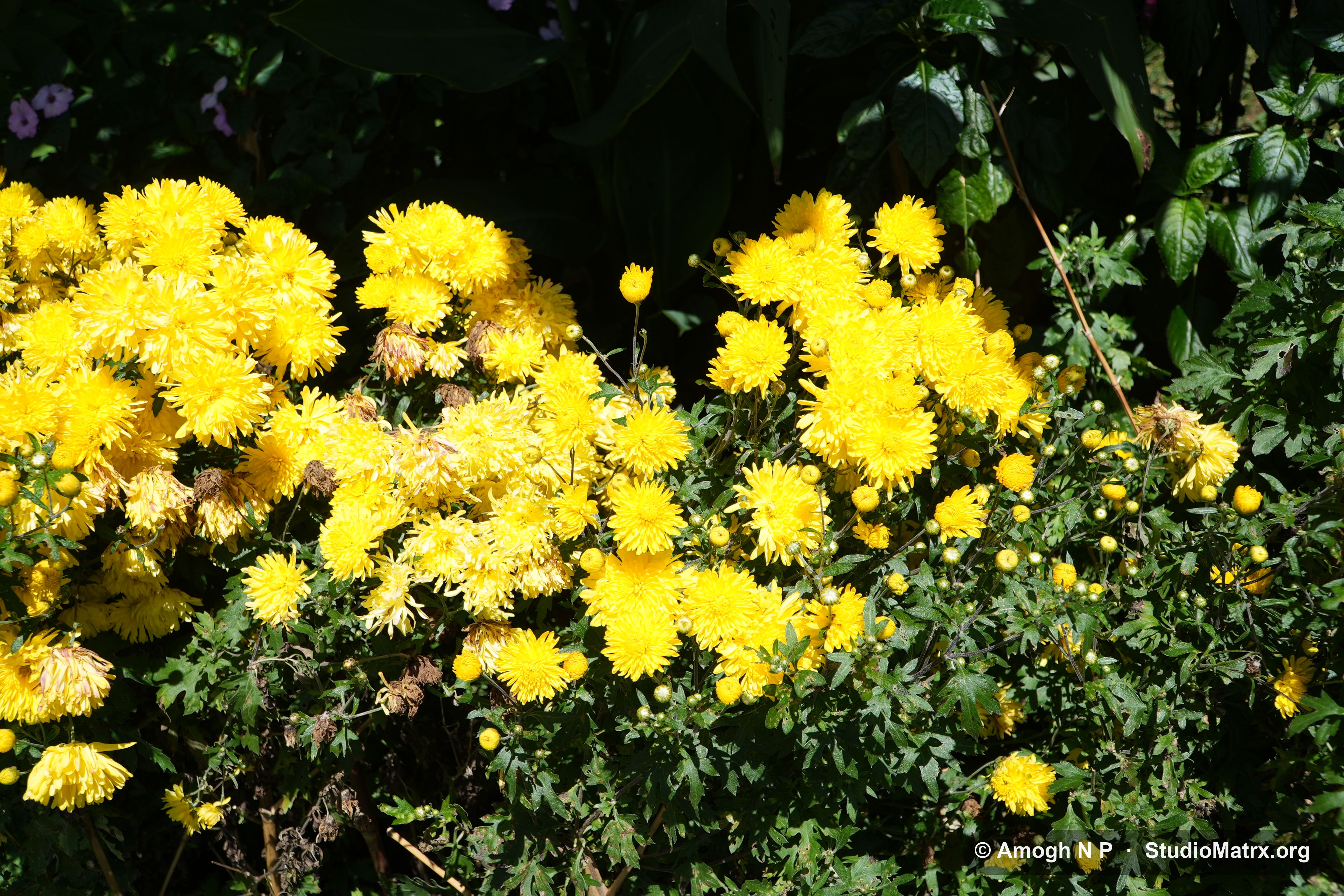 Flower photograph, Sri Lanka (May 2021) — @Amogh N P, StudioMatrx.org