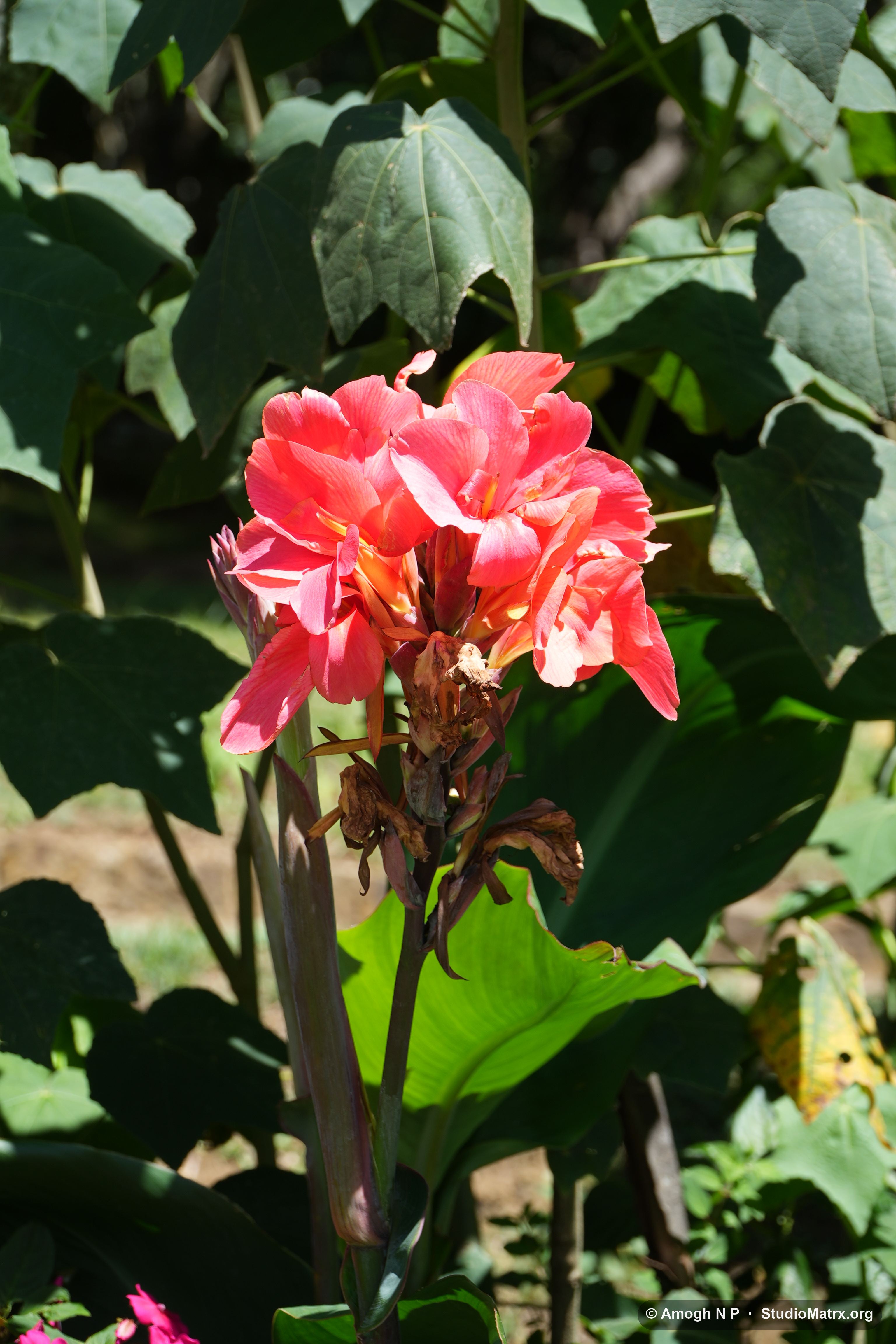 Flower photograph, Sri Lanka (May 2021) — @Amogh N P, StudioMatrx.org