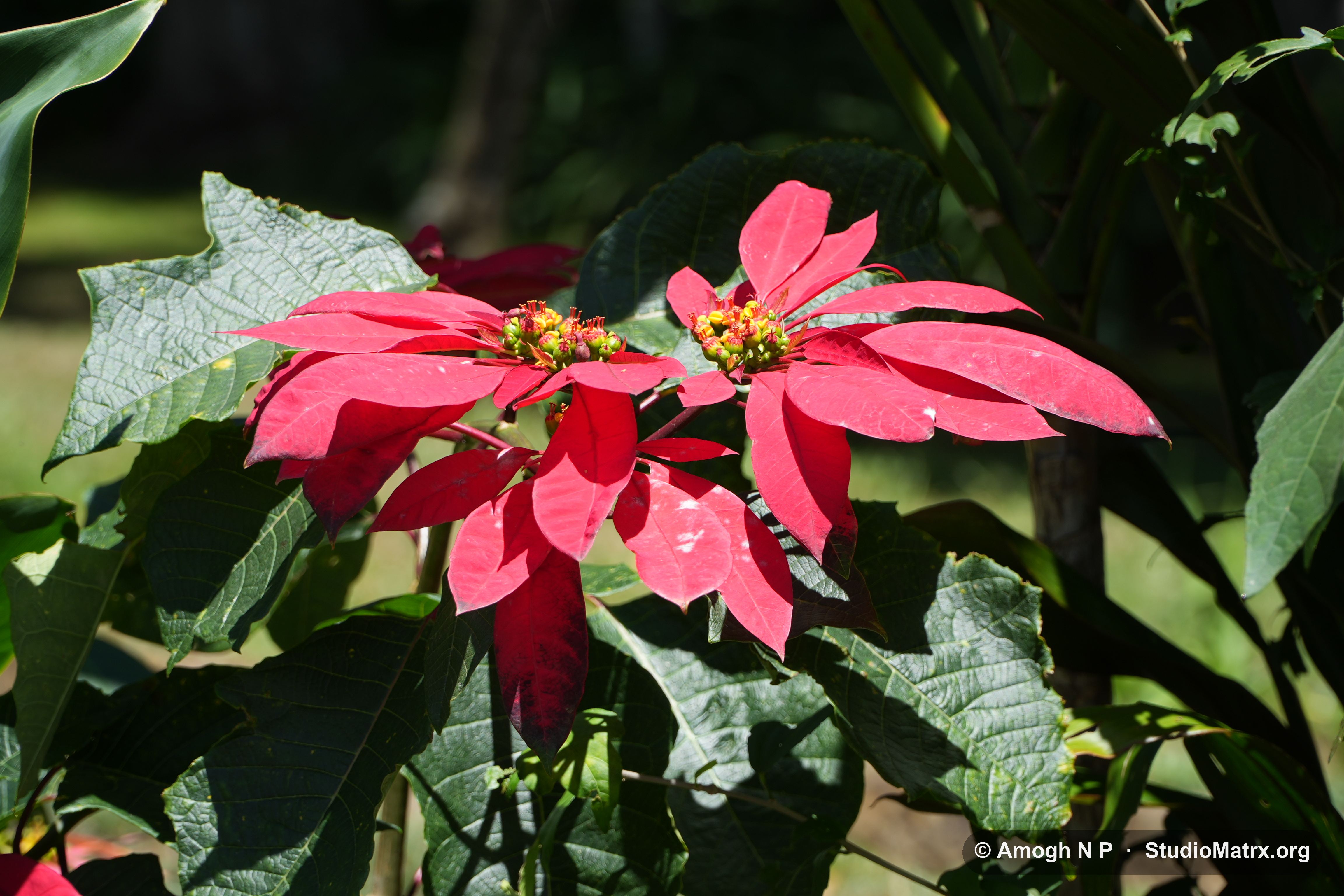 Flower photograph, Sri Lanka (May 2021) — @Amogh N P, StudioMatrx.org