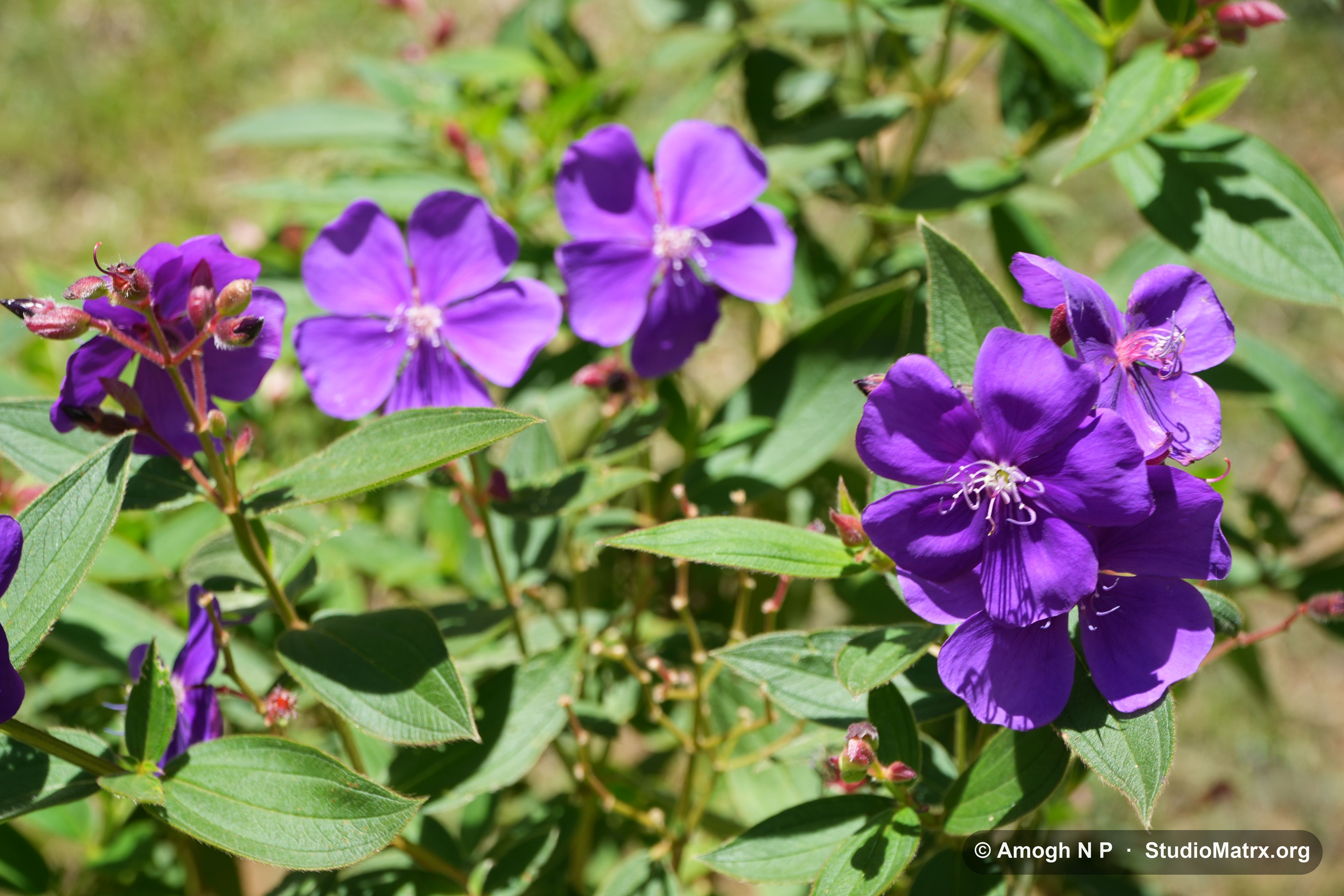 Flower photograph, Sri Lanka (May 2021) — @Amogh N P, StudioMatrx.org