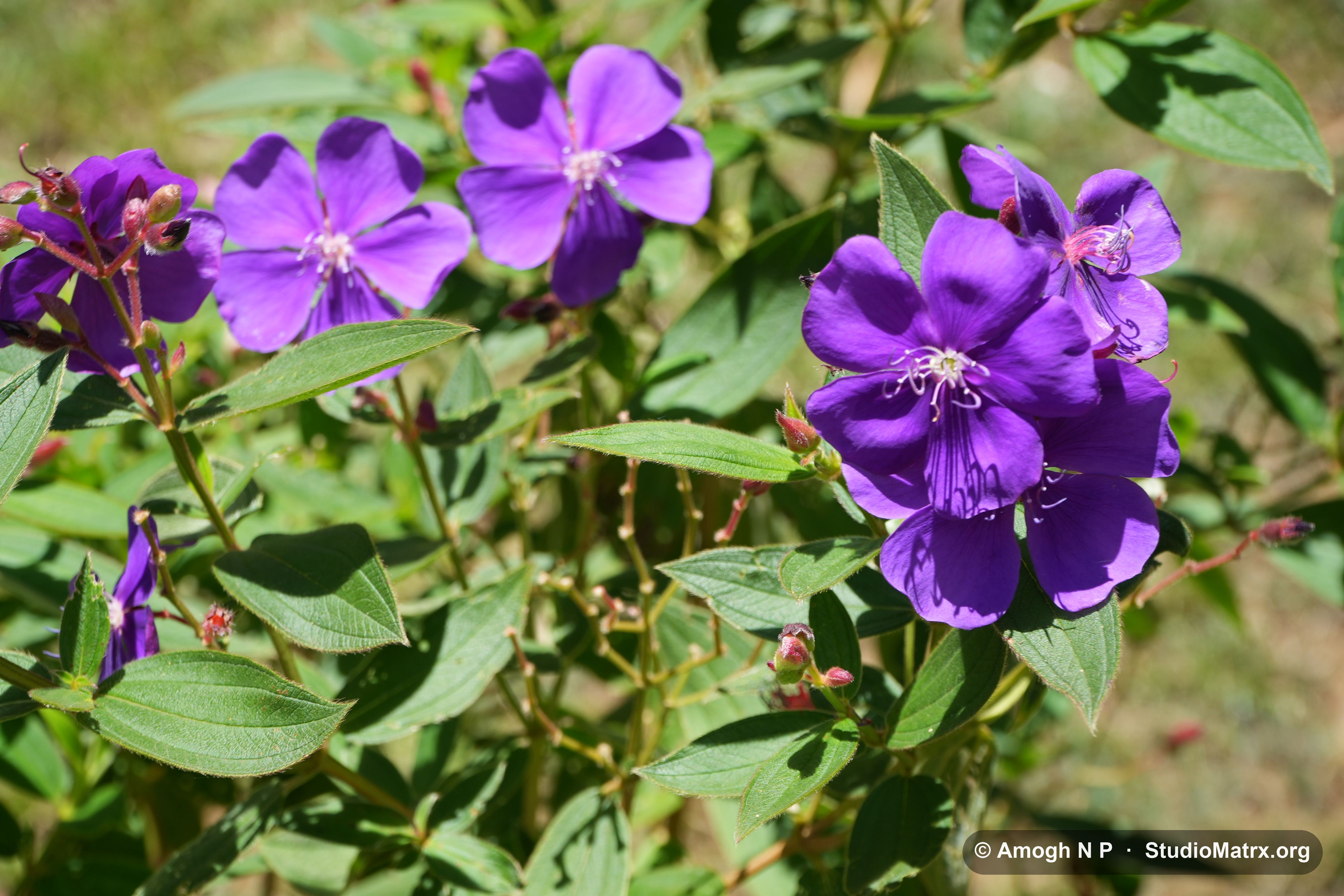 Flower photograph, Sri Lanka (May 2021) — @Amogh N P, StudioMatrx.org