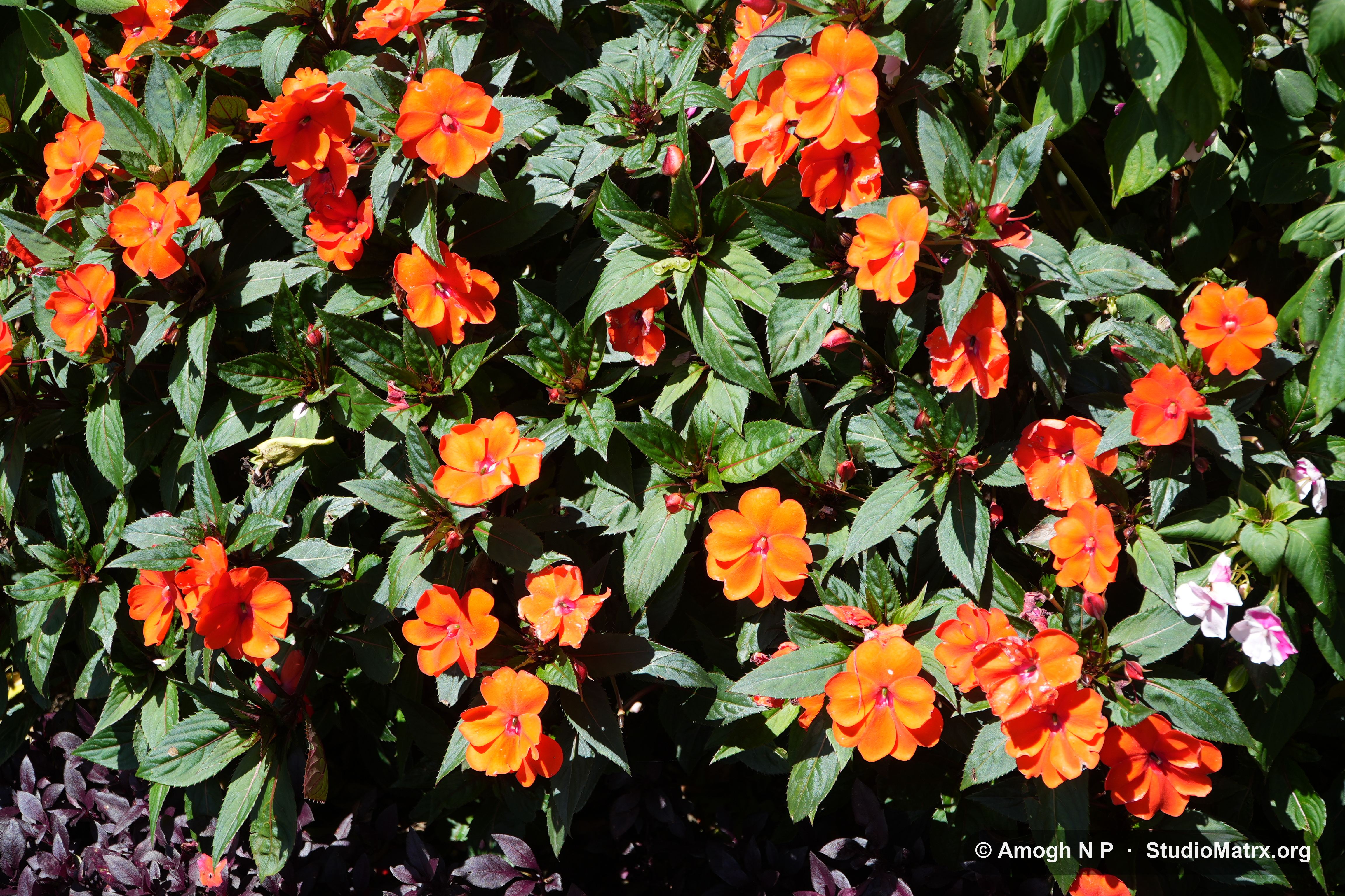 Flower photograph, Sri Lanka (May 2021) — @Amogh N P, StudioMatrx.org