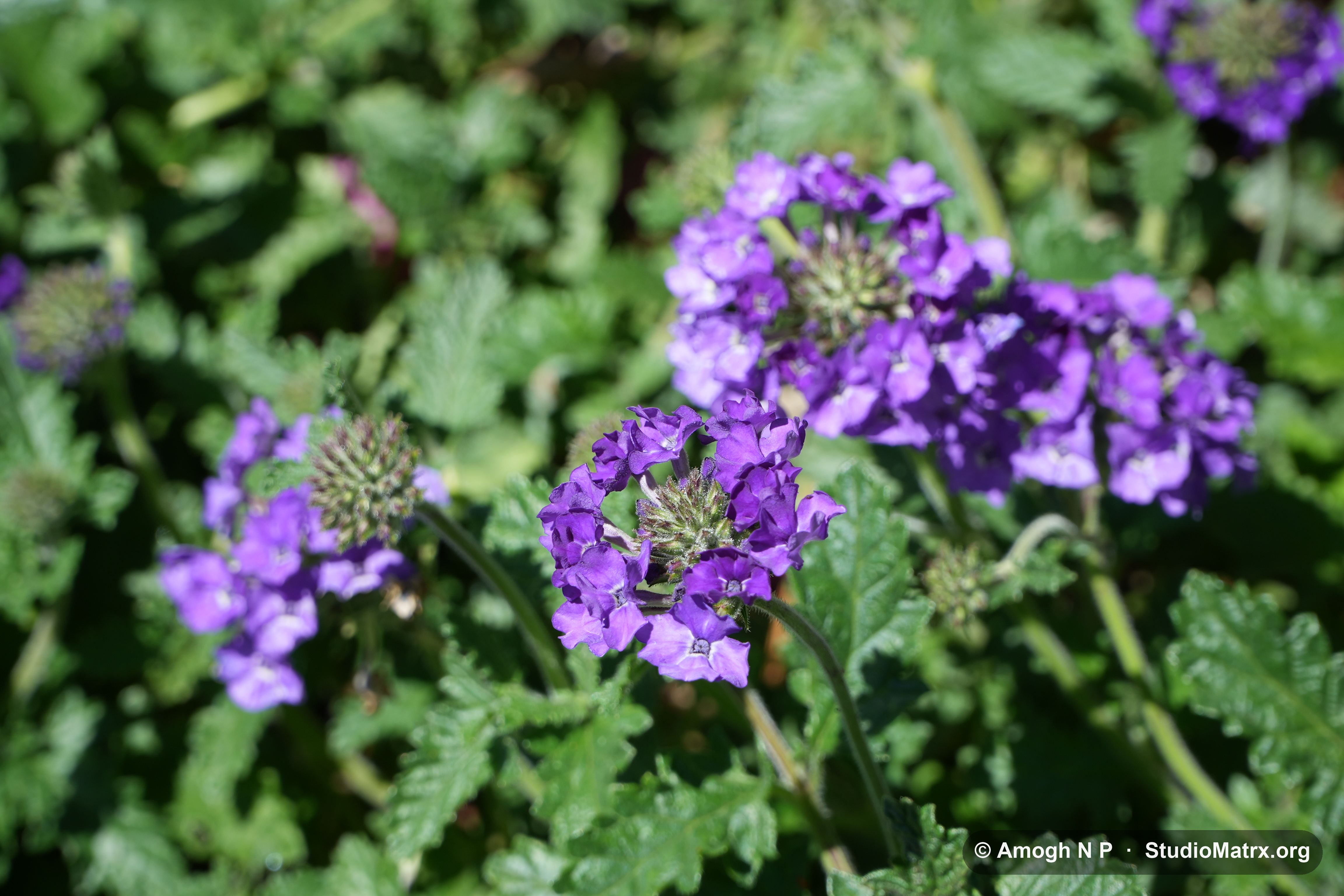 Flower photograph, Sri Lanka (May 2021) — @Amogh N P, StudioMatrx.org