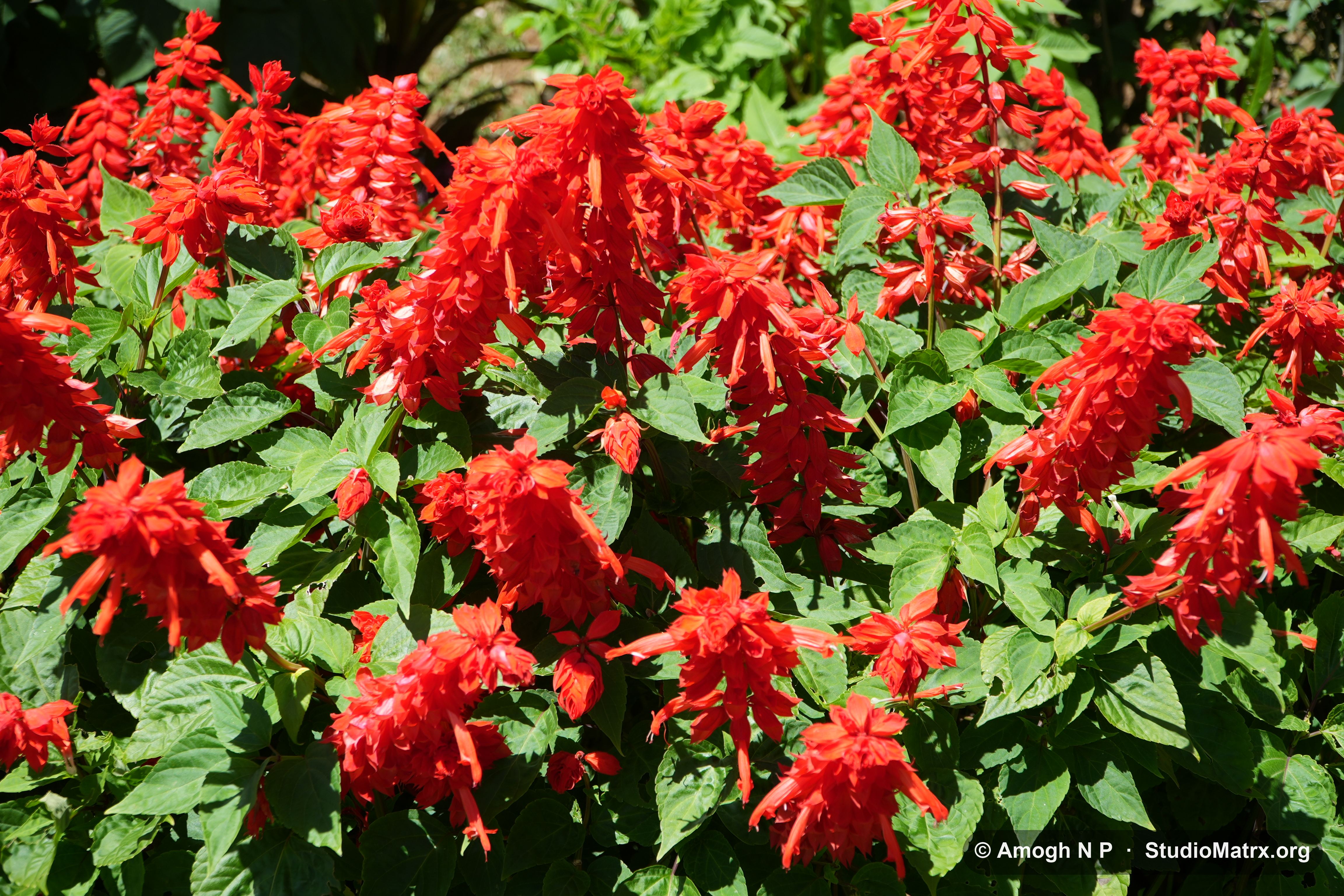 Flower photograph, Sri Lanka (May 2021) — @Amogh N P, StudioMatrx.org