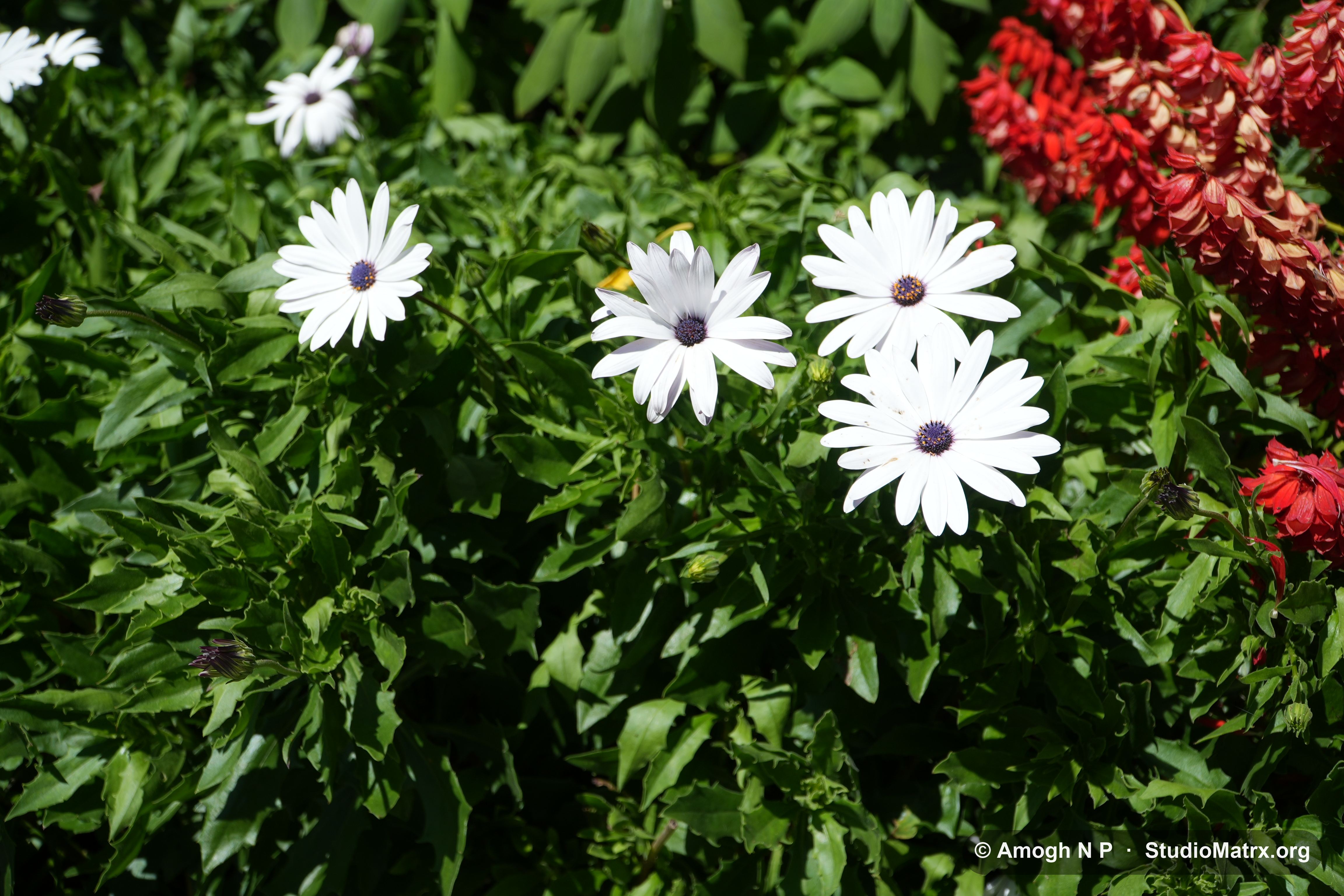 Flower photograph, Sri Lanka (May 2021) — @Amogh N P, StudioMatrx.org