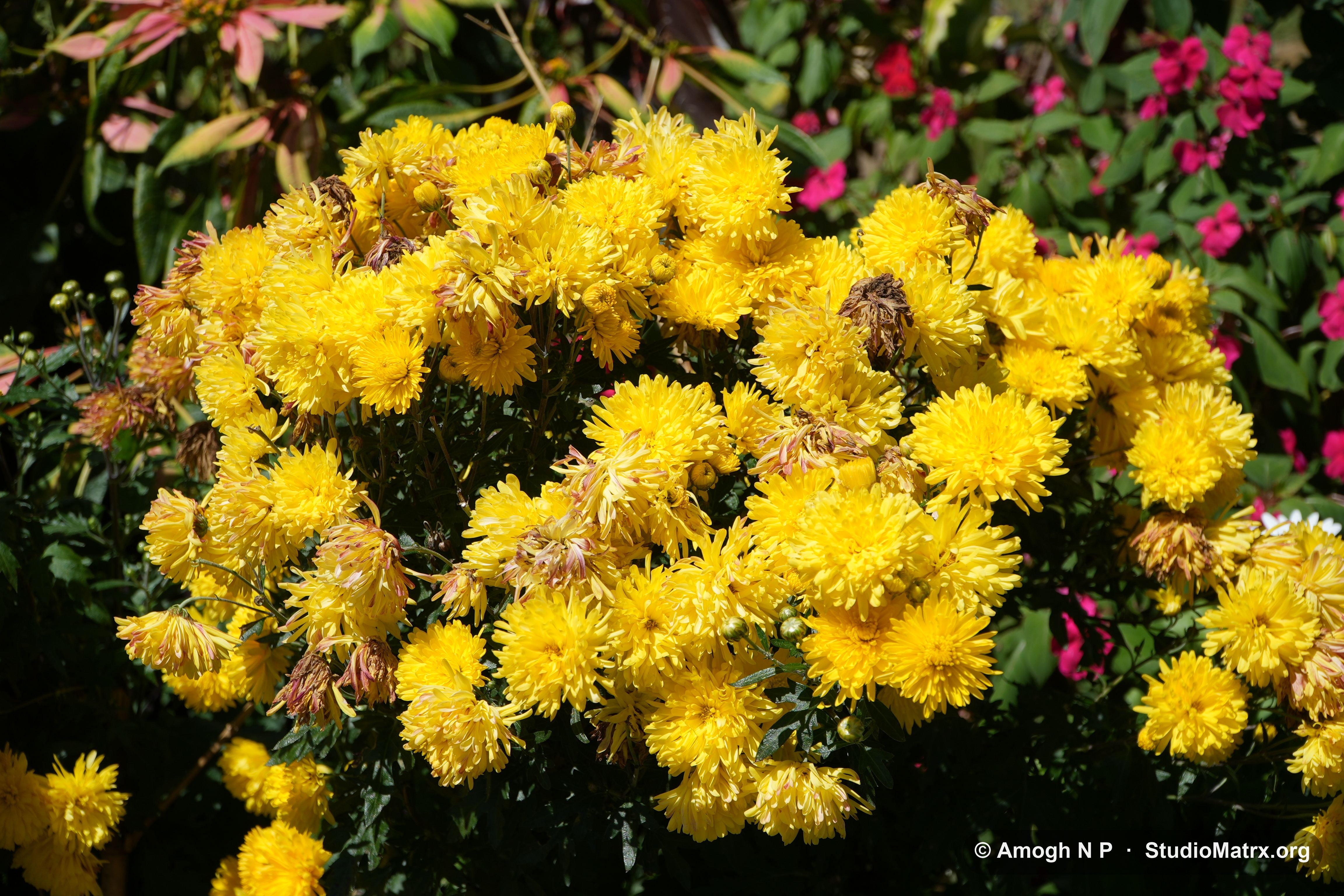 Flower photograph, Sri Lanka (May 2021) — @Amogh N P, StudioMatrx.org