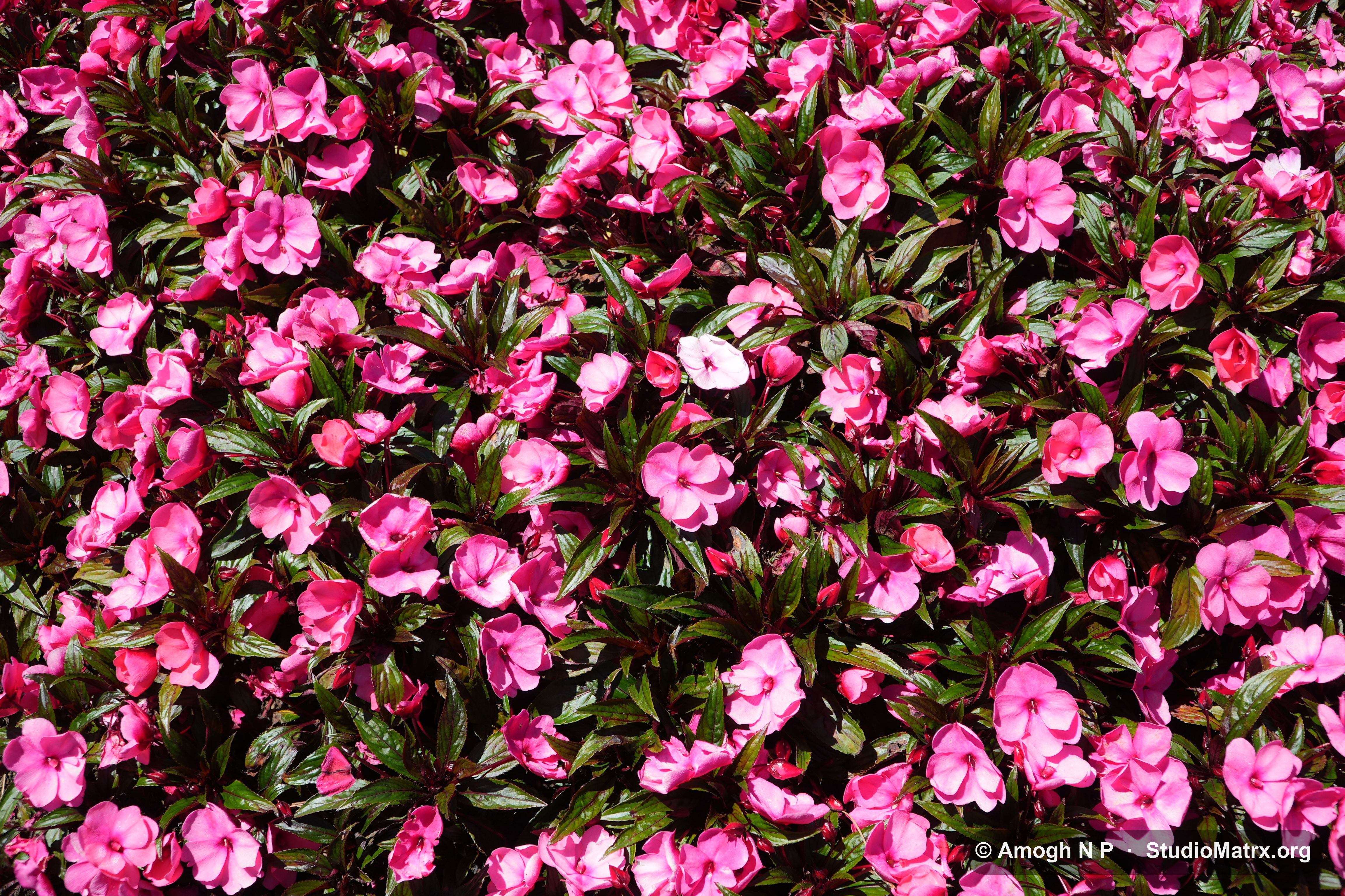 Flower photograph, Sri Lanka (May 2021) — @Amogh N P, StudioMatrx.org