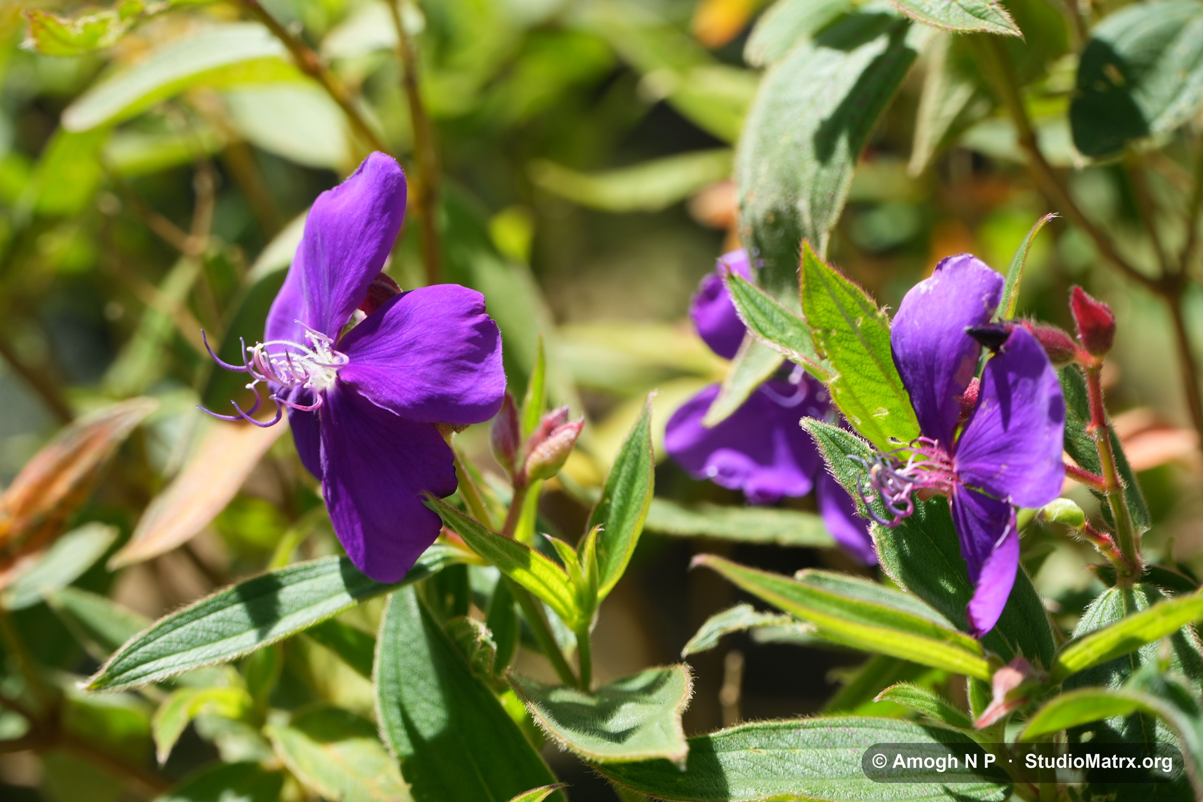 Flower photograph, Sri Lanka (May 2021) — @Amogh N P, StudioMatrx.org