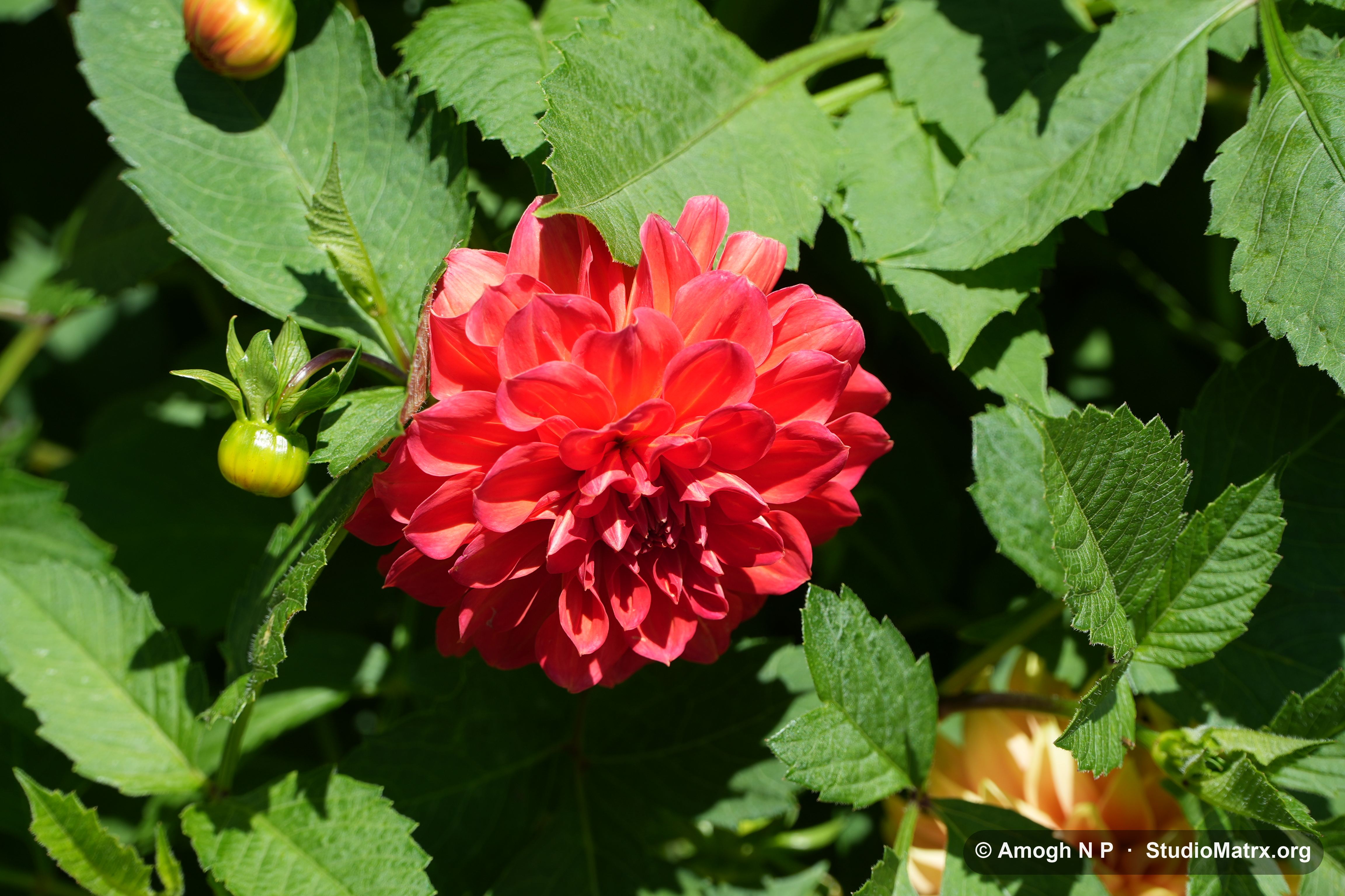 Flower photograph, Sri Lanka (May 2021) — @Amogh N P, StudioMatrx.org