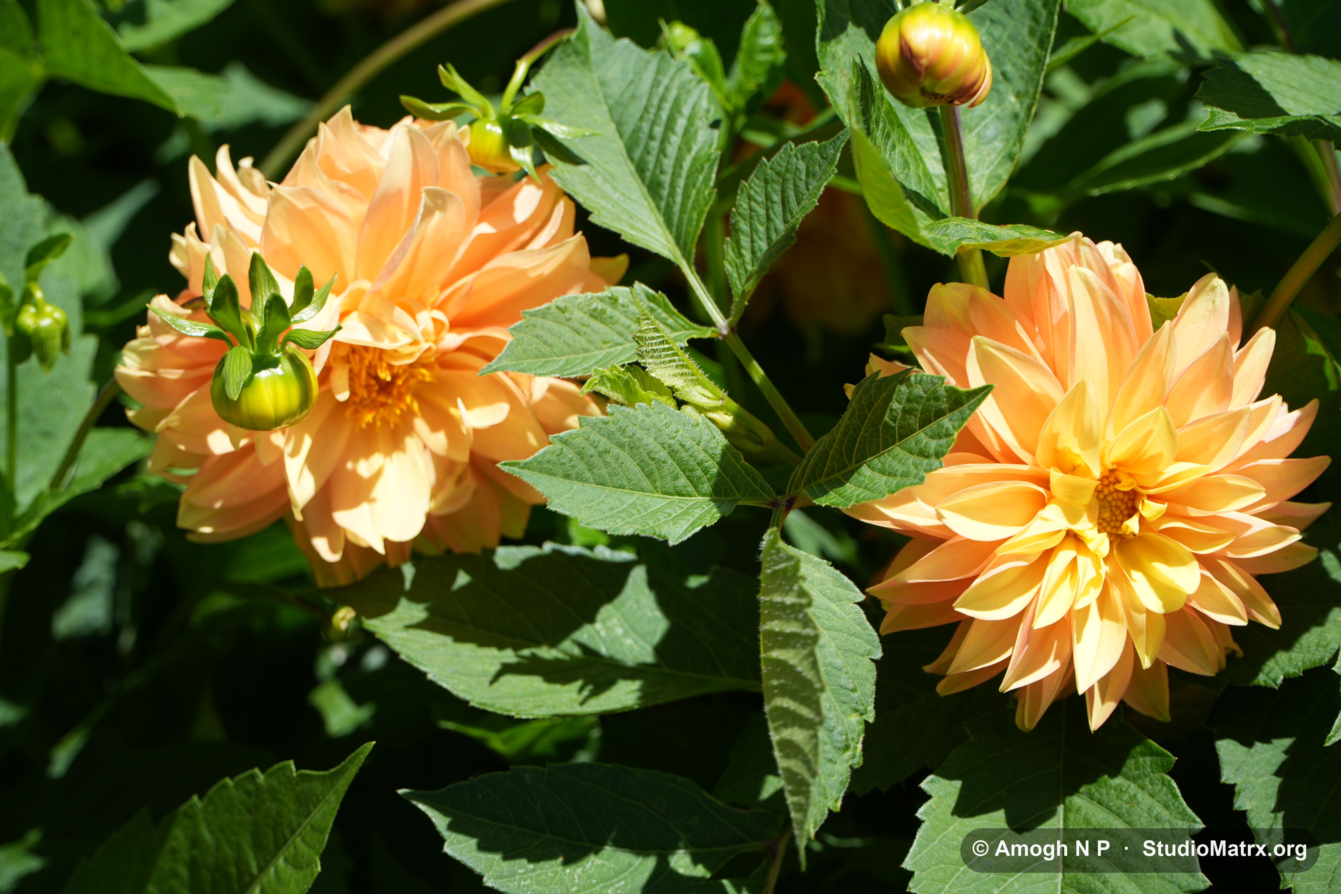 Flower photograph, Sri Lanka (May 2021) — @Amogh N P, StudioMatrx.org