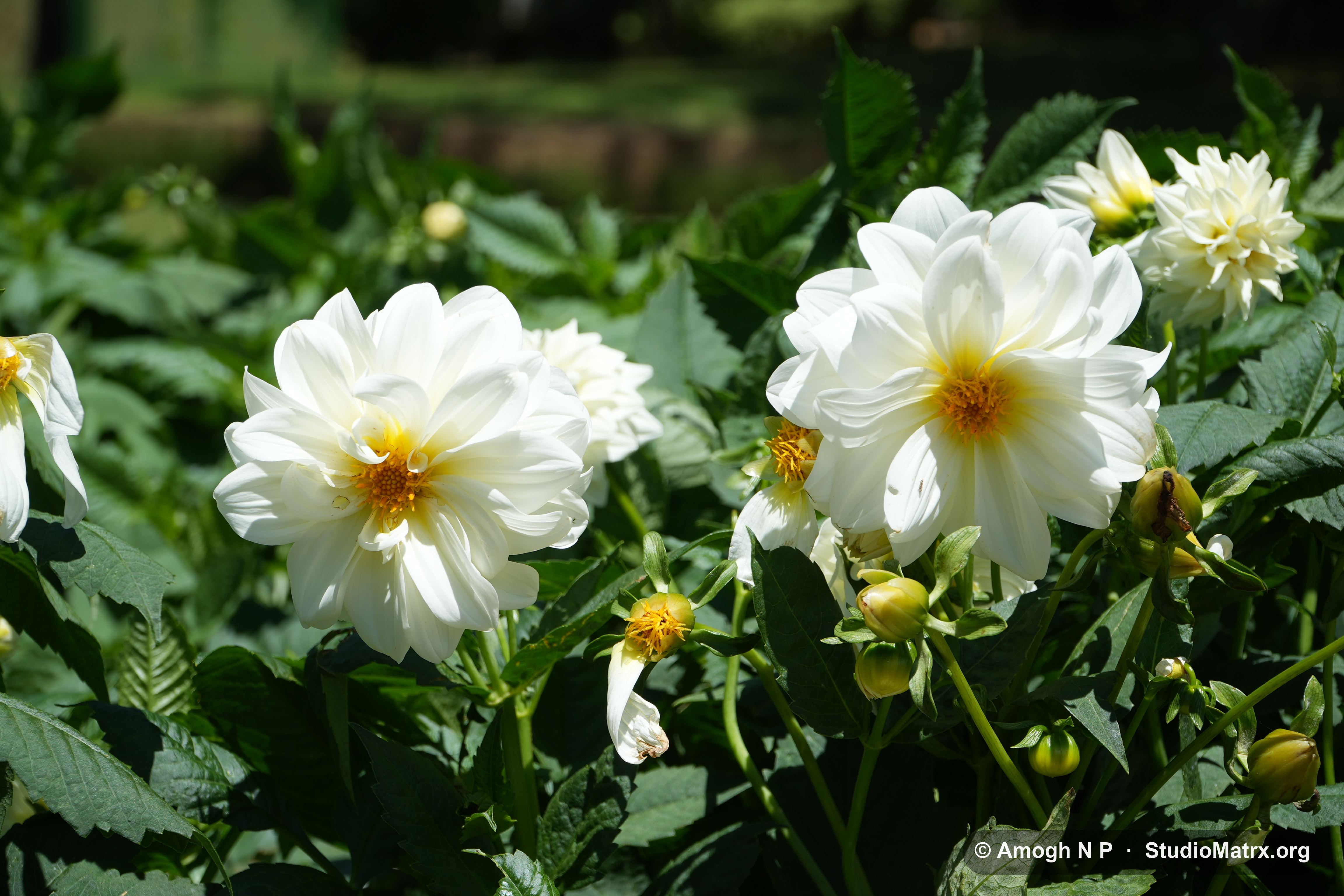 Flower photograph, Sri Lanka (May 2021) — @Amogh N P, StudioMatrx.org