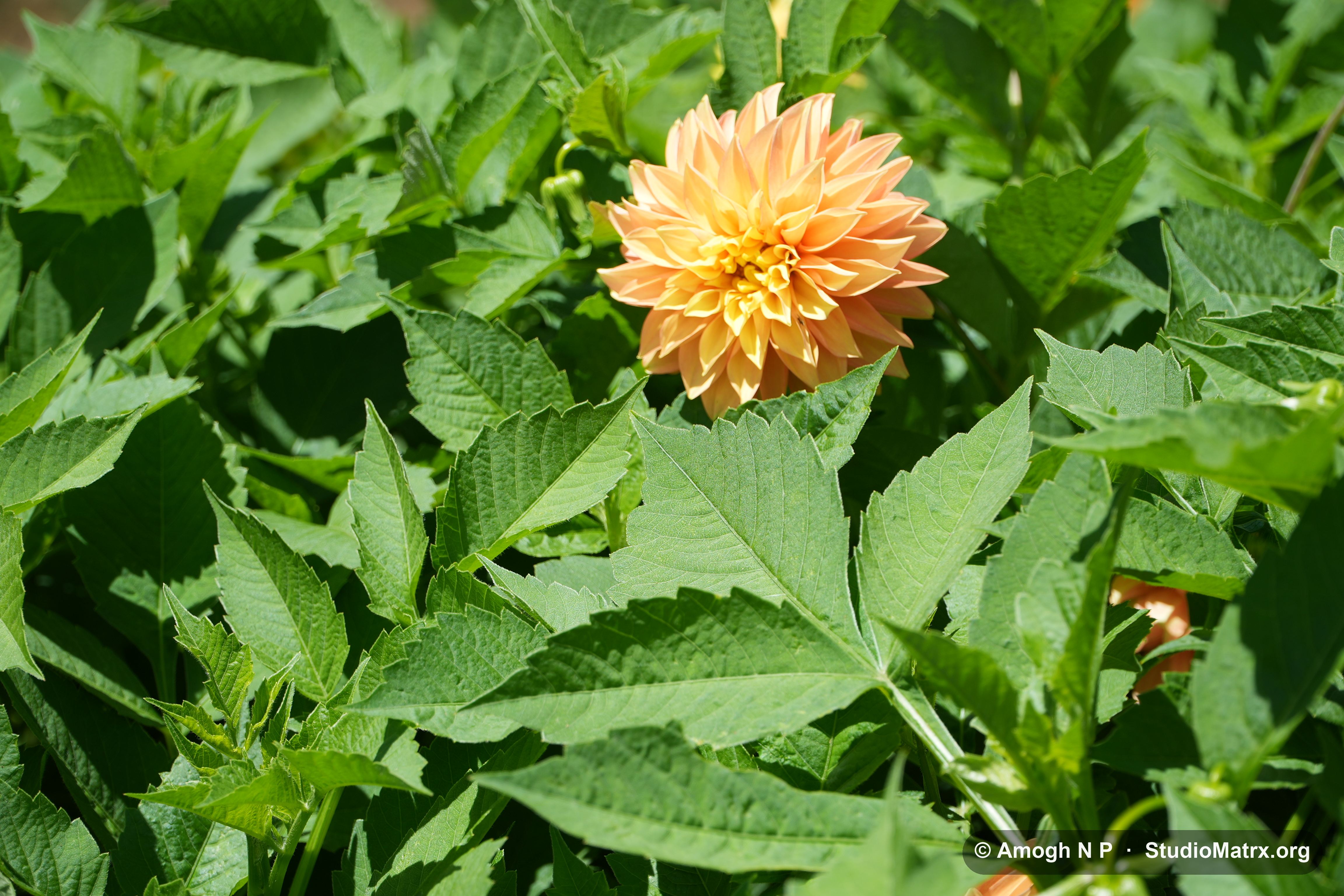 Flower photograph, Sri Lanka (May 2021) — @Amogh N P, StudioMatrx.org