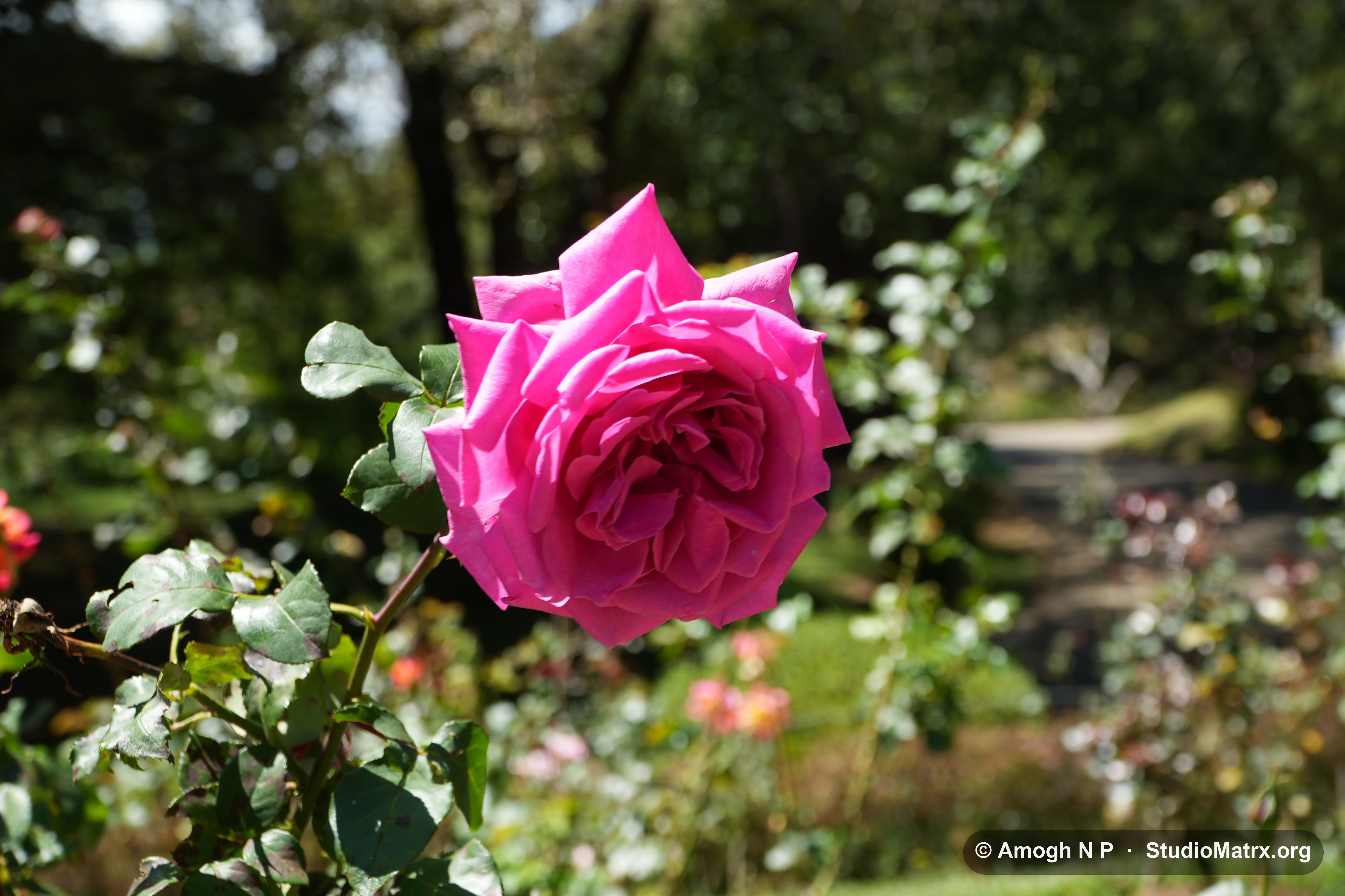 Flower photograph, Sri Lanka (May 2021) — @Amogh N P, StudioMatrx.org
