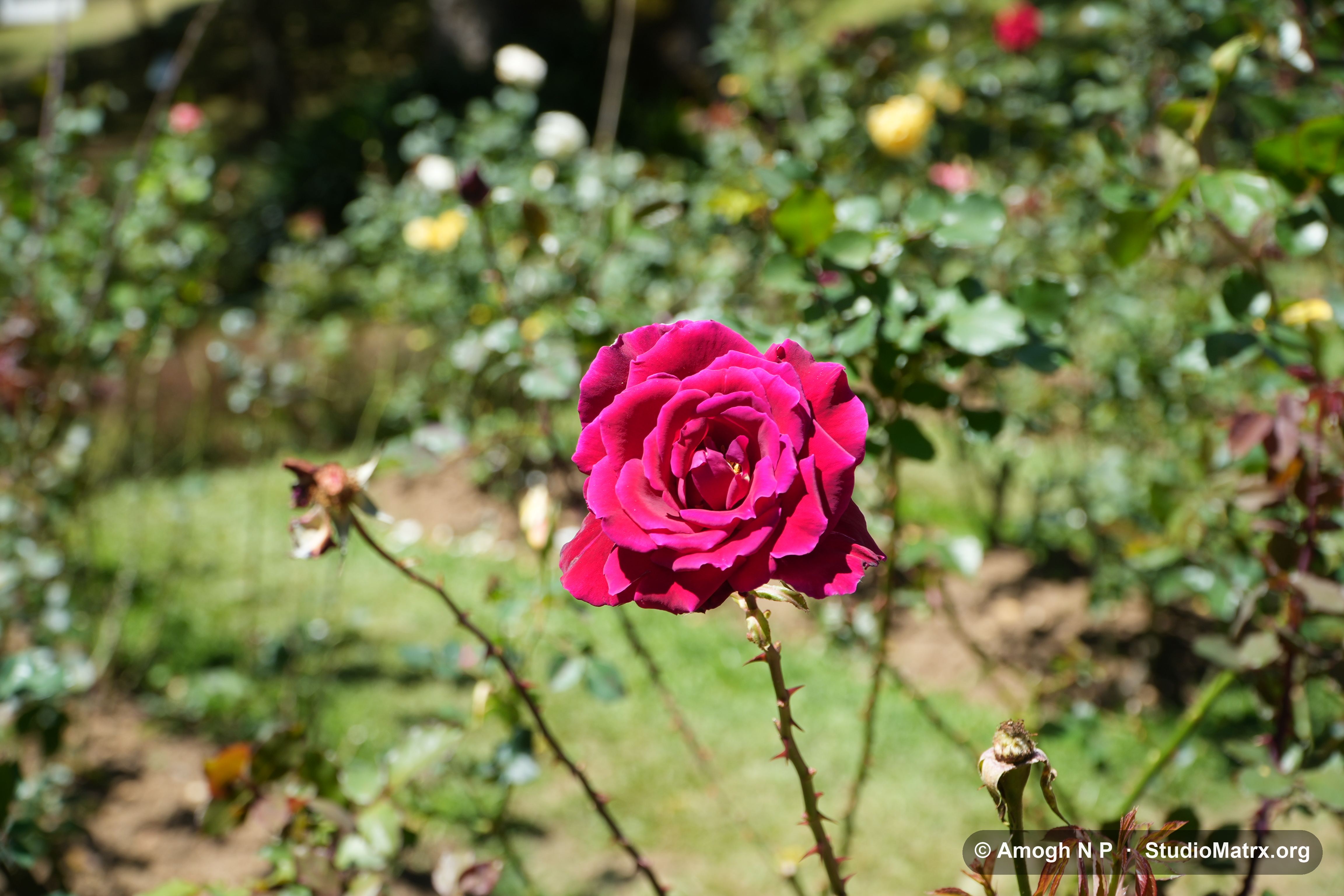 Flower photograph, Sri Lanka (May 2021) — @Amogh N P, StudioMatrx.org