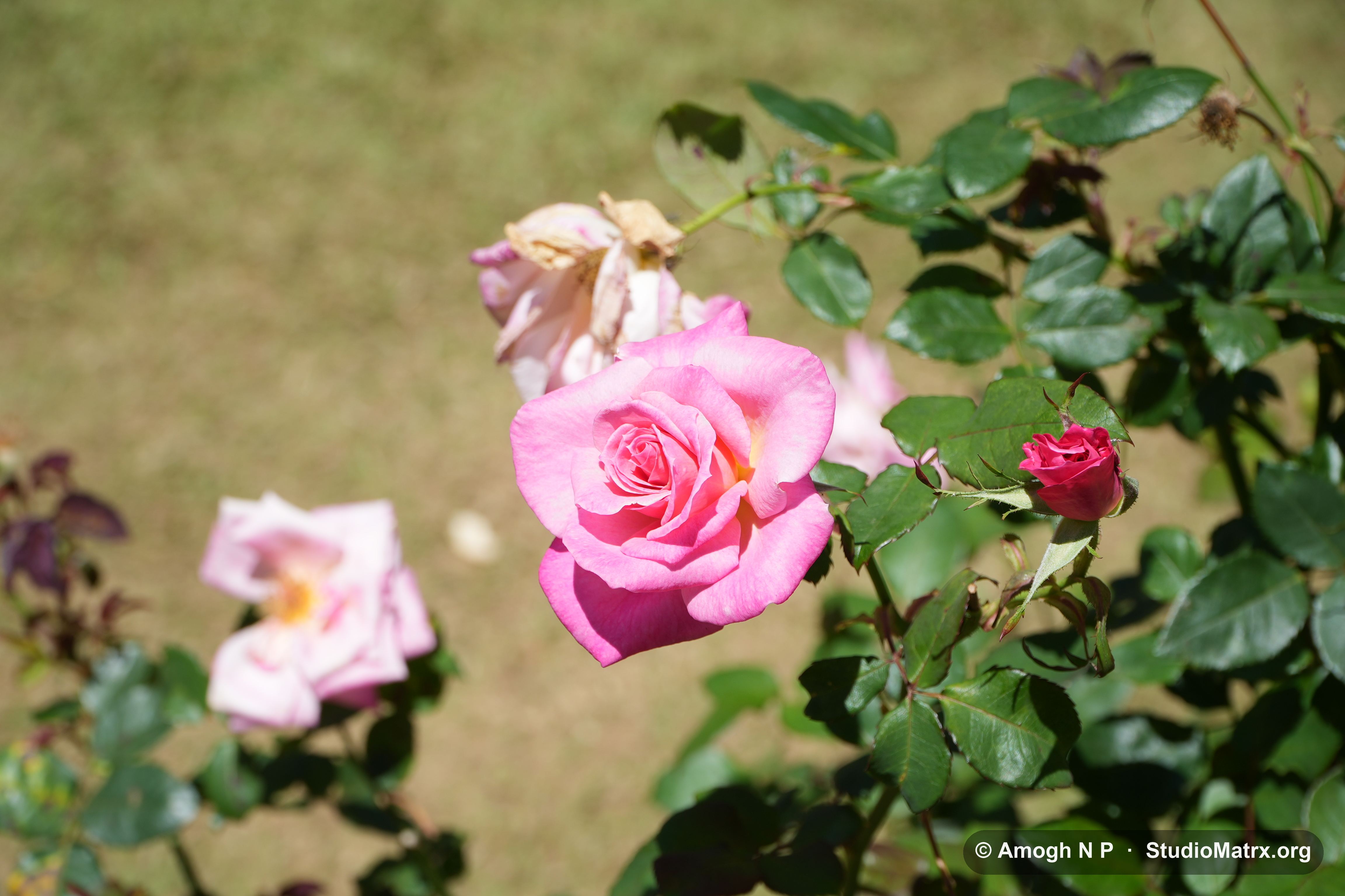 Flower photograph, Sri Lanka (May 2021) — @Amogh N P, StudioMatrx.org