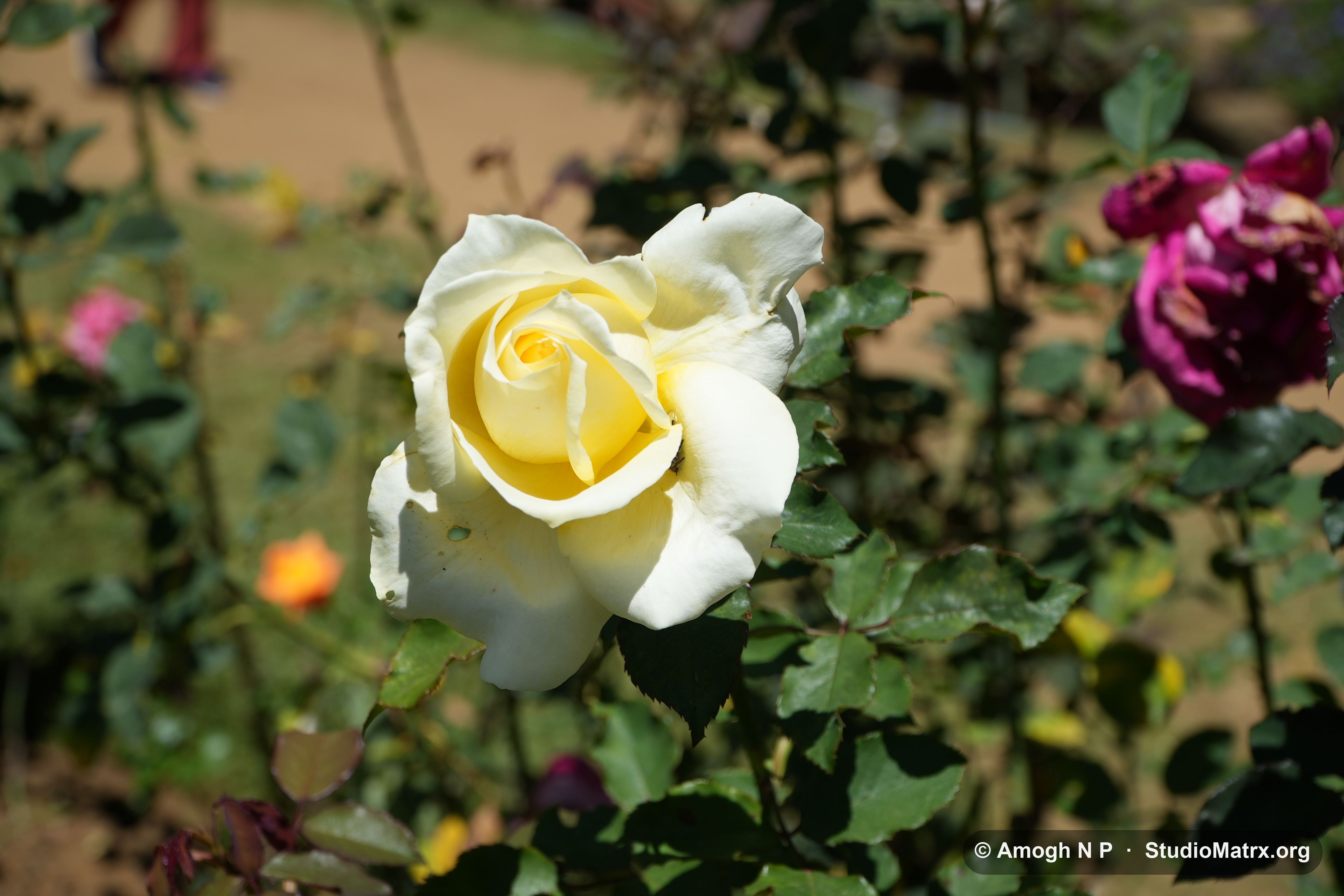 Flower photograph, Sri Lanka (May 2021) — @Amogh N P, StudioMatrx.org