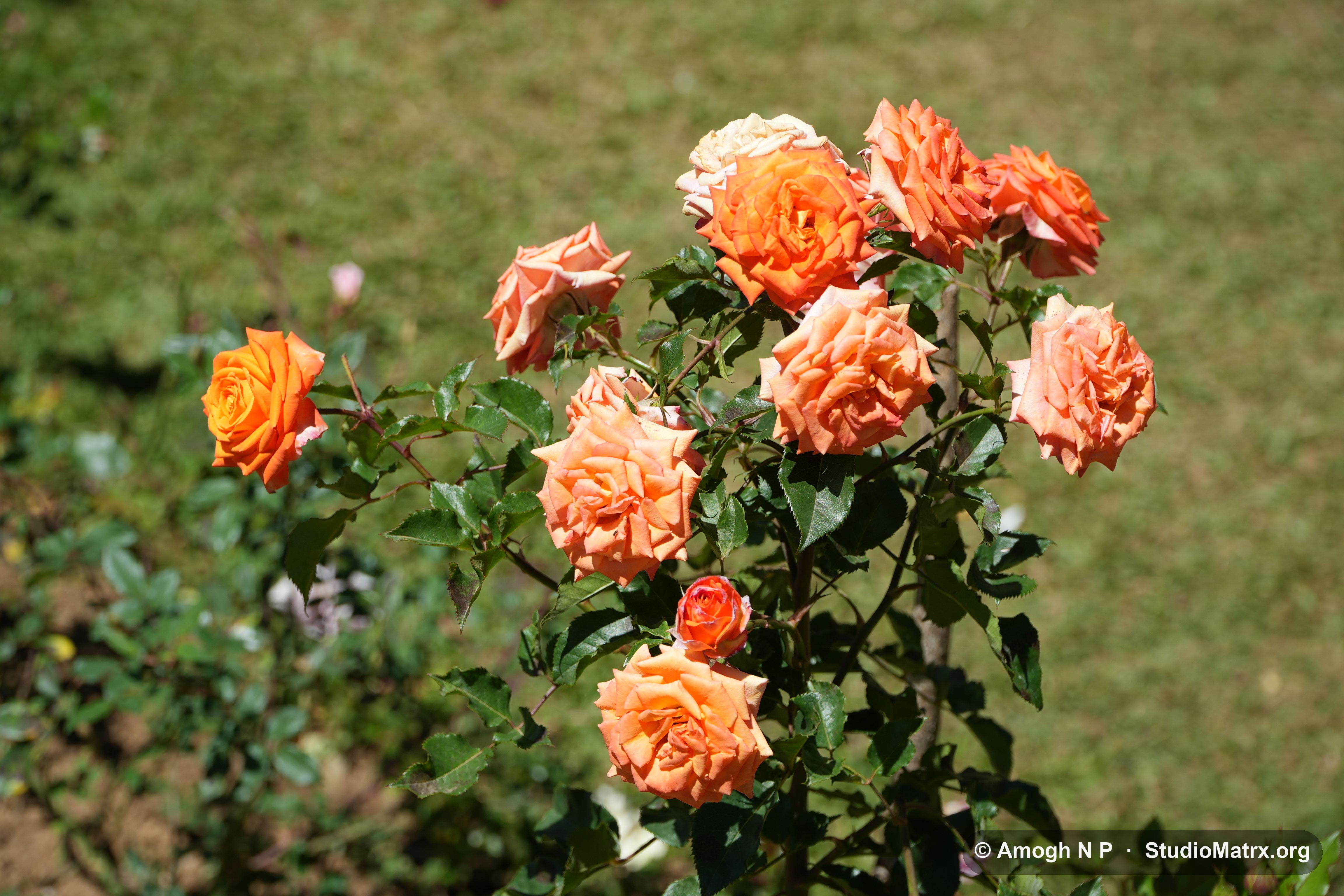 Flower photograph, Sri Lanka (May 2021) — @Amogh N P, StudioMatrx.org