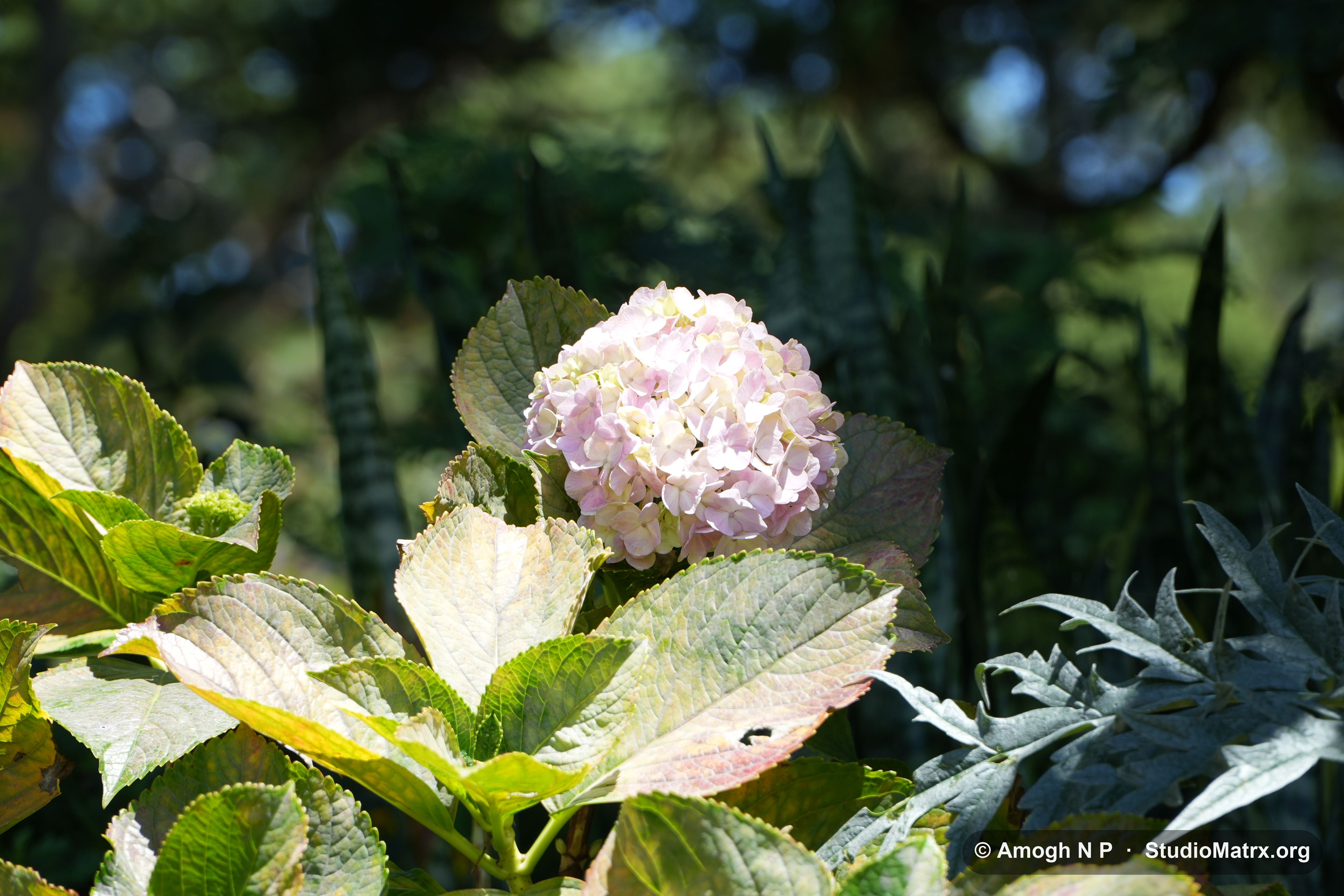 Flower photograph, Sri Lanka (May 2021) — @Amogh N P, StudioMatrx.org