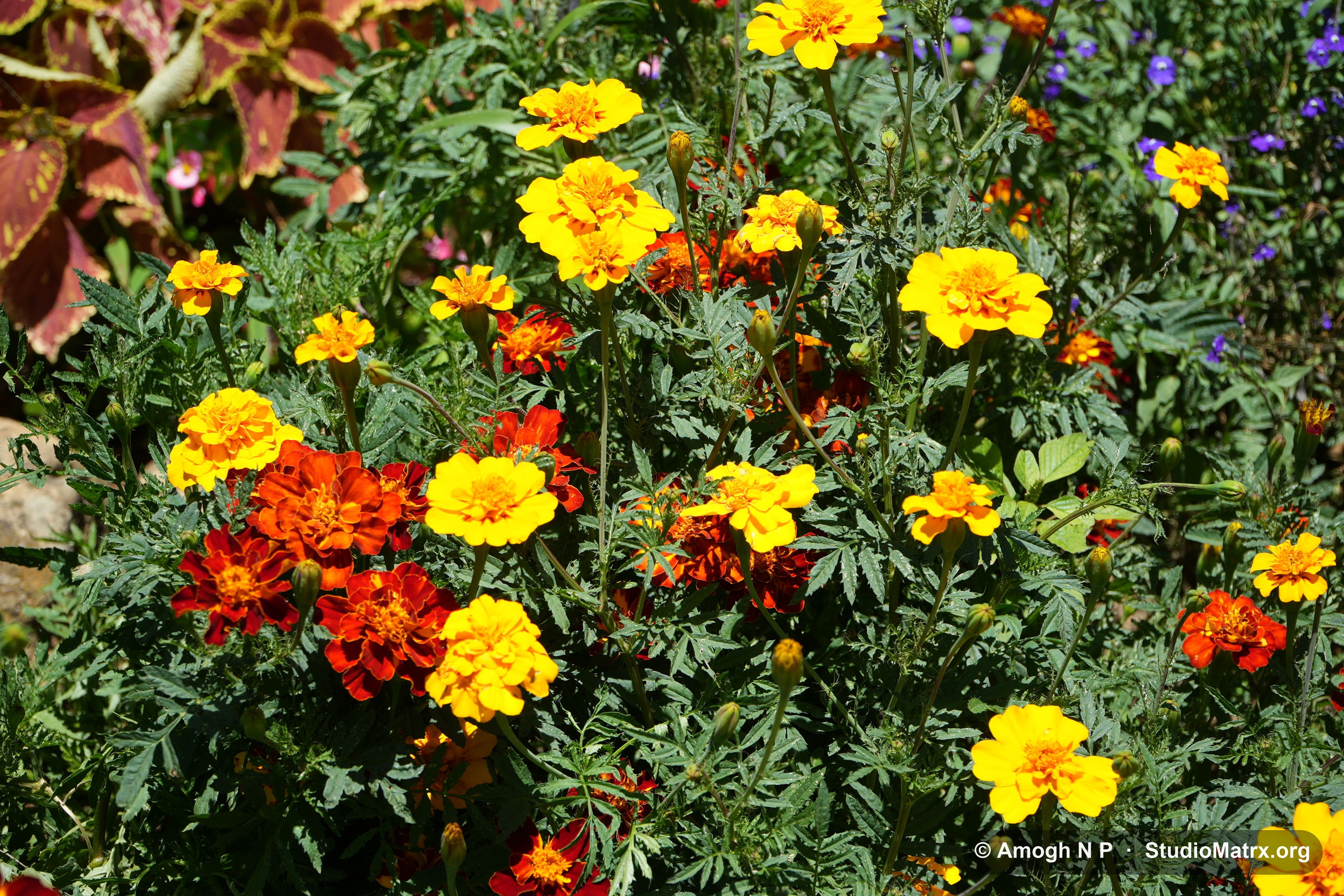 Flower photograph, Sri Lanka (May 2021) — @Amogh N P, StudioMatrx.org