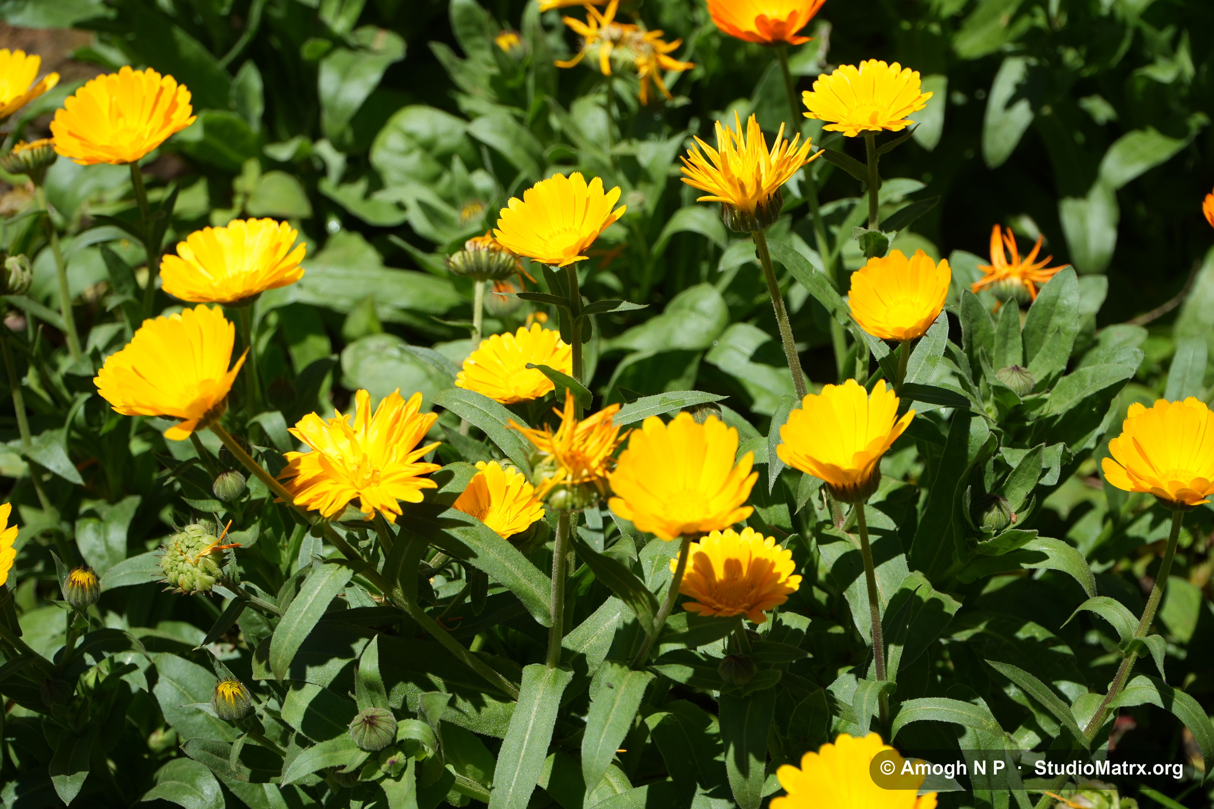 Flower photograph, Sri Lanka (May 2021) — @Amogh N P, StudioMatrx.org