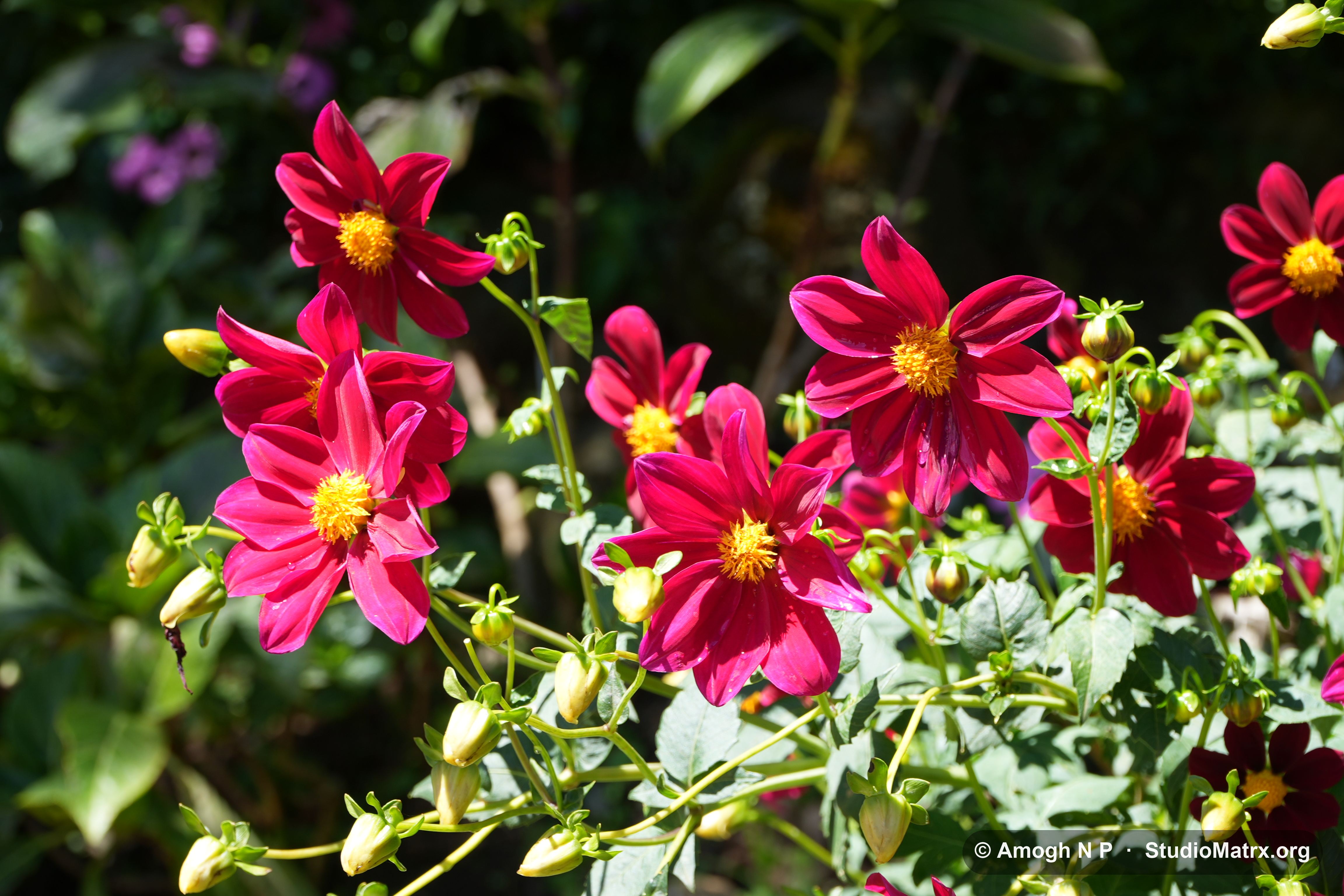 Flower photograph, Sri Lanka (May 2021) — @Amogh N P, StudioMatrx.org