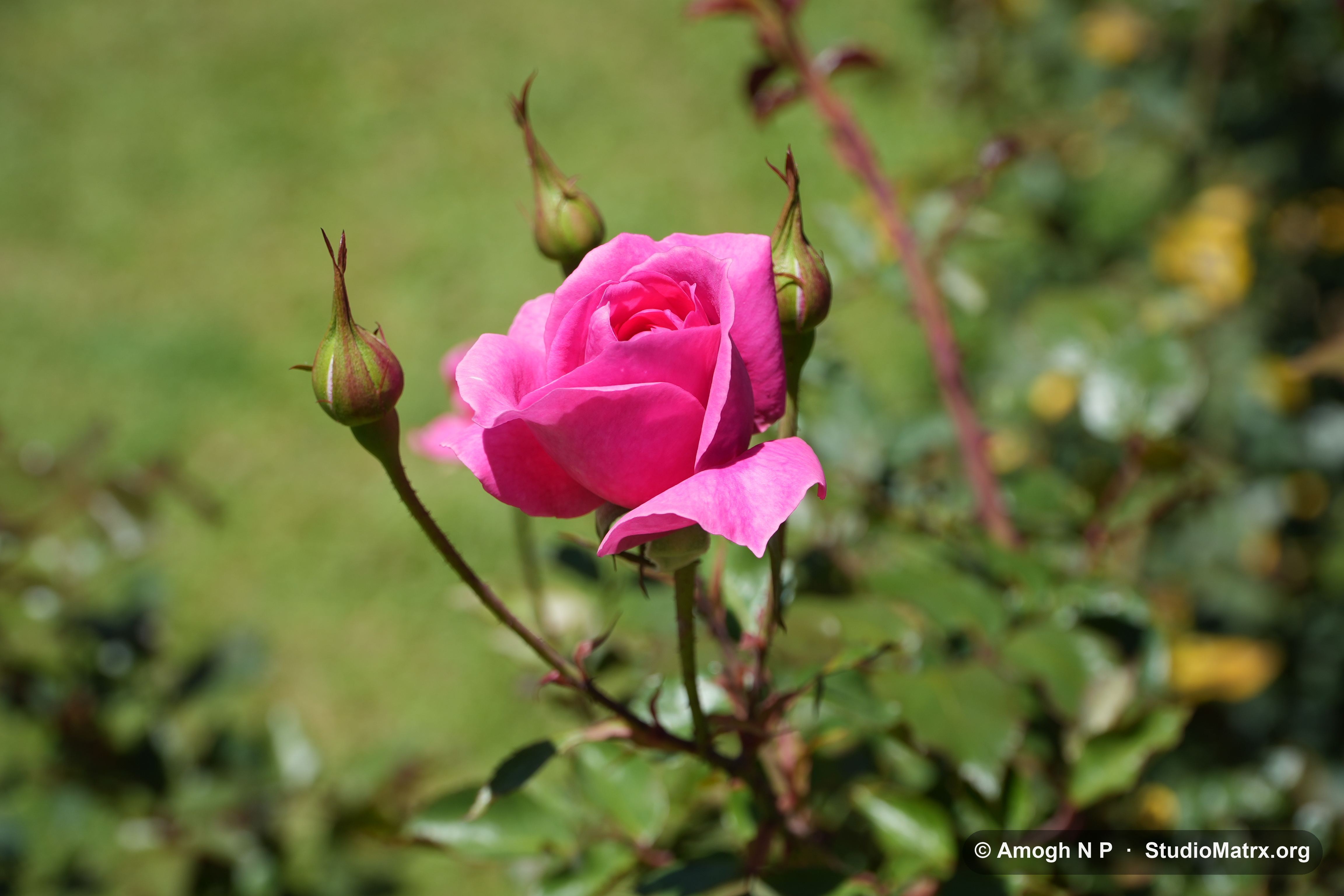 Flower photograph, Sri Lanka (May 2021) — @Amogh N P, StudioMatrx.org