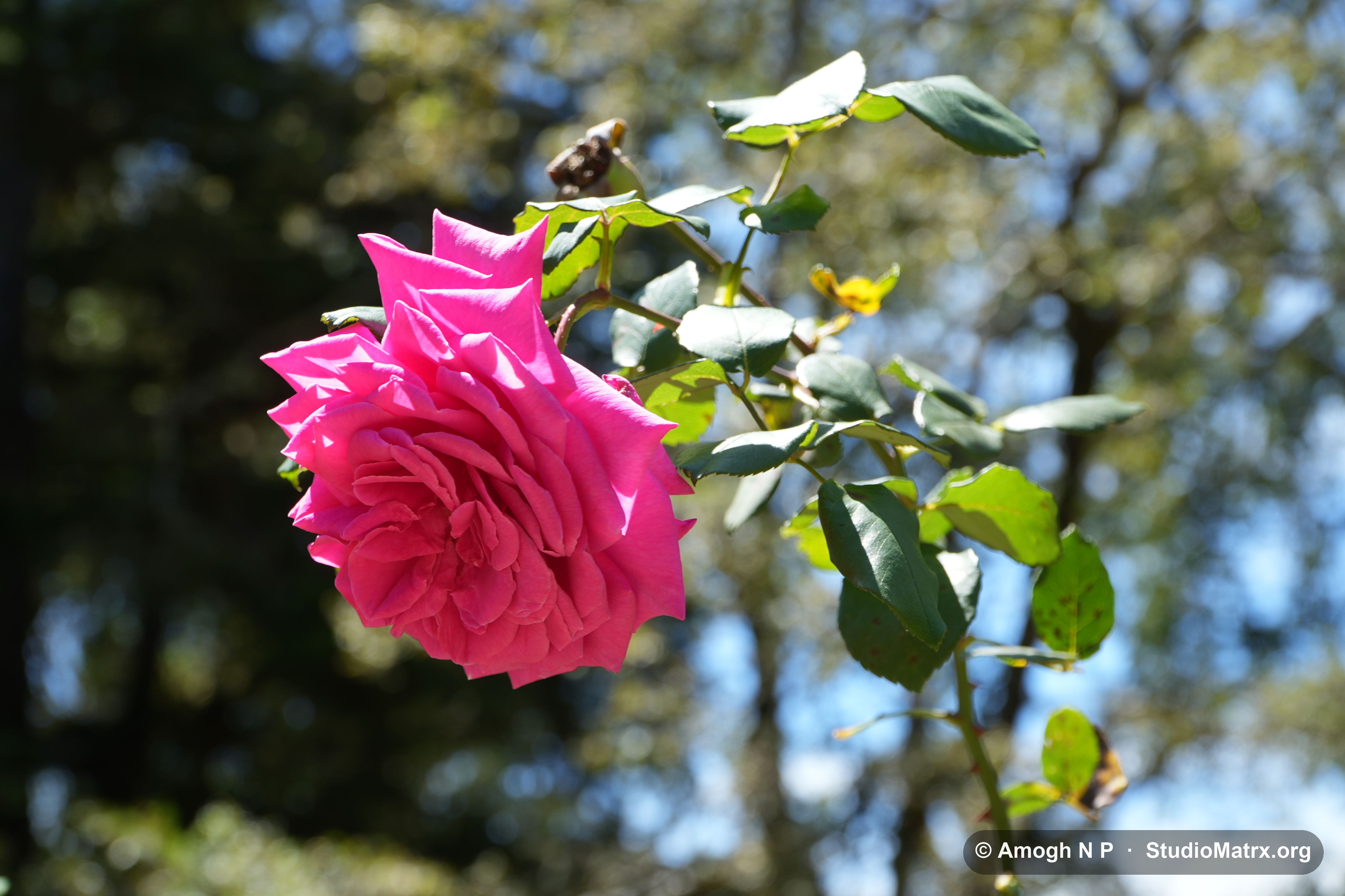 Flower photograph, Sri Lanka (May 2021) — @Amogh N P, StudioMatrx.org