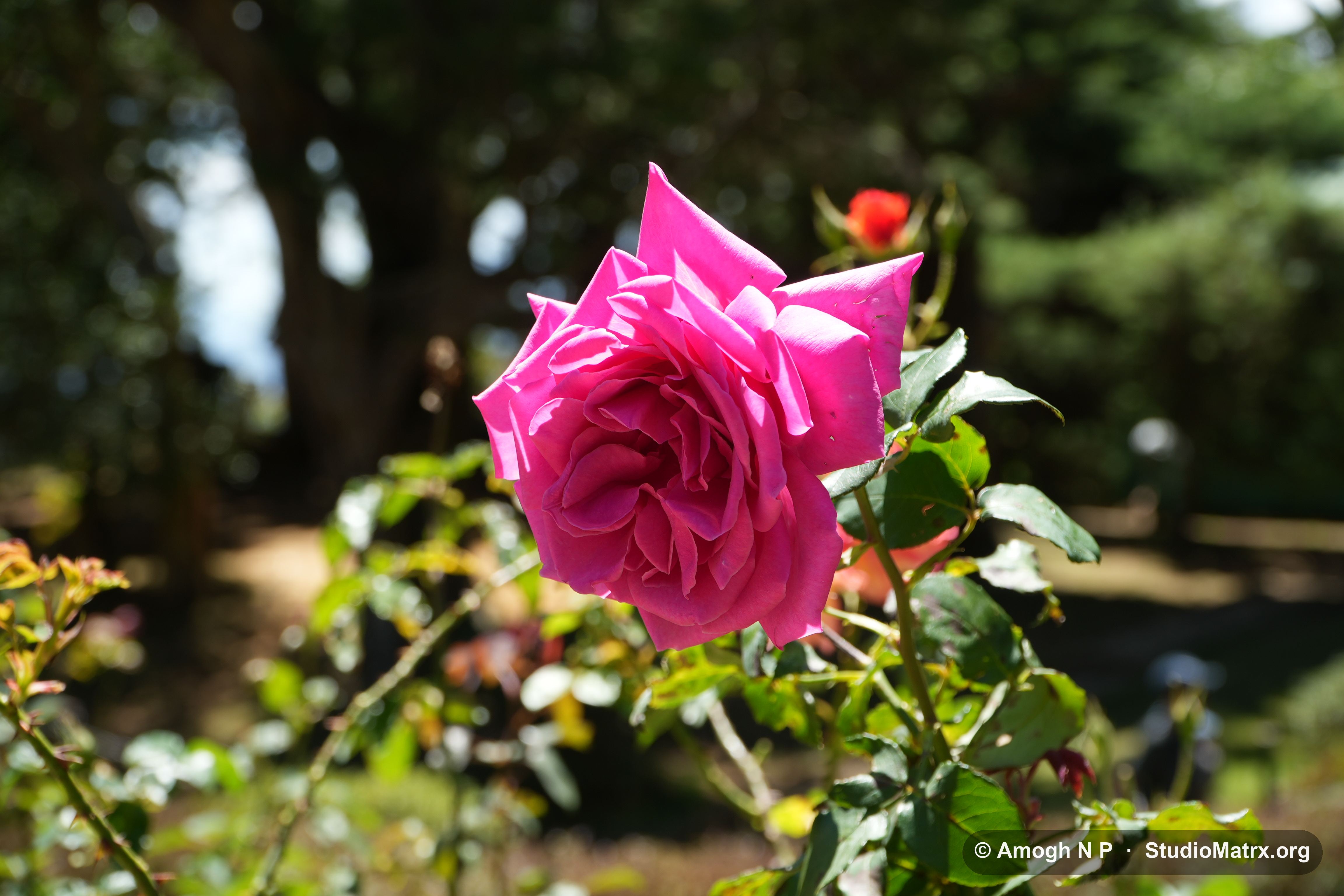 Flower photograph, Sri Lanka (May 2021) — @Amogh N P, StudioMatrx.org