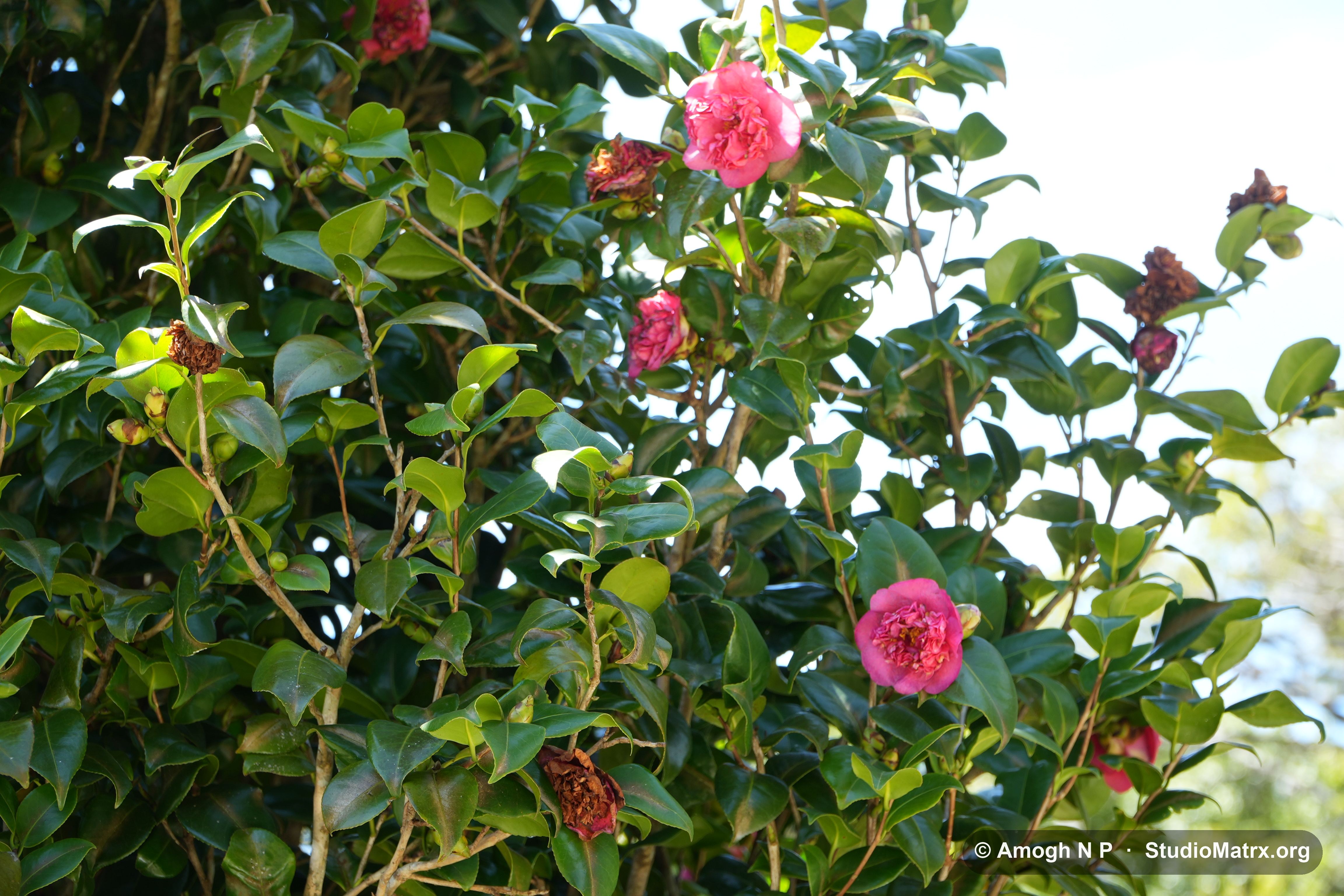Flower photograph, Sri Lanka (May 2021) — @Amogh N P, StudioMatrx.org