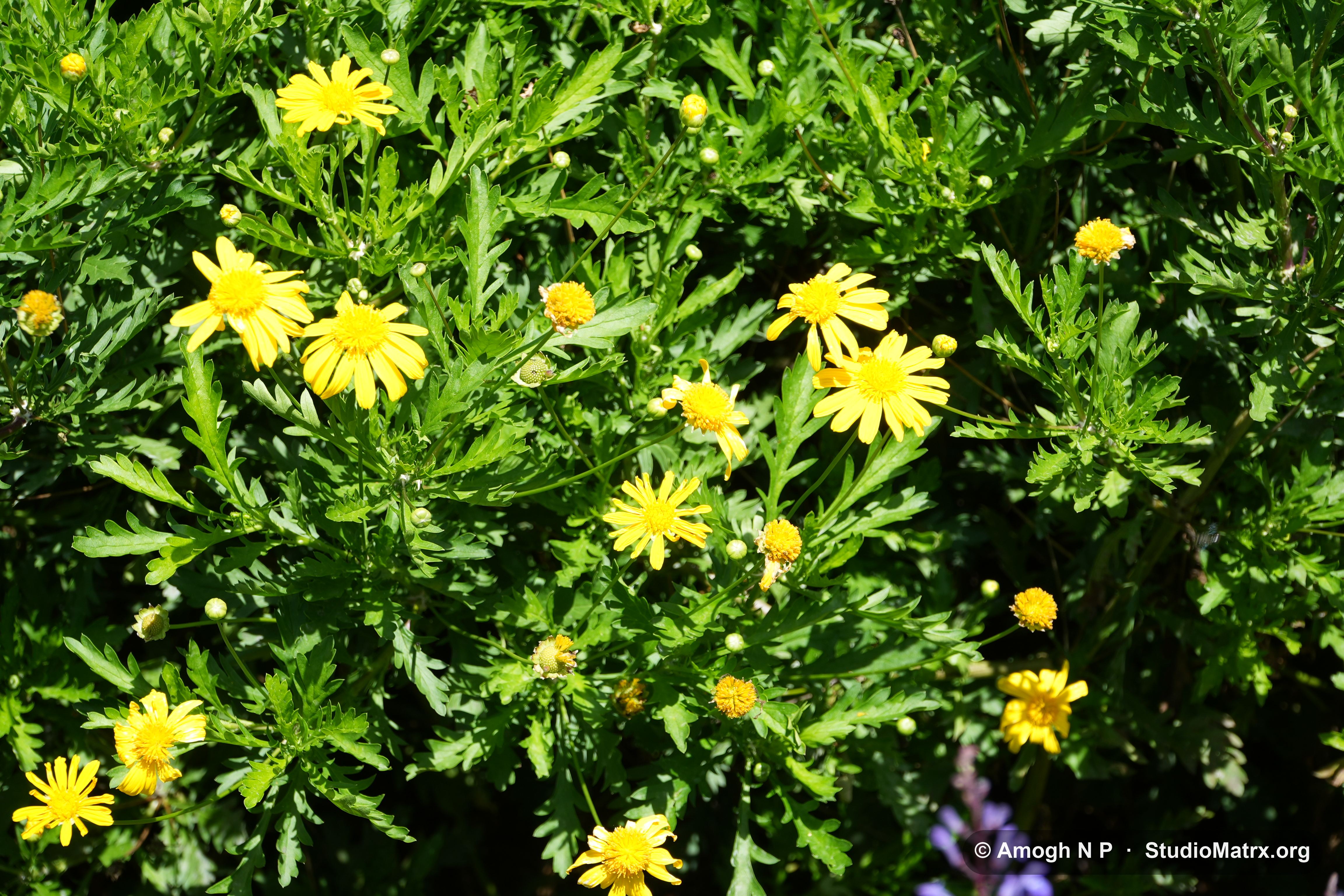 Flower photograph, Sri Lanka (May 2021) — @Amogh N P, StudioMatrx.org
