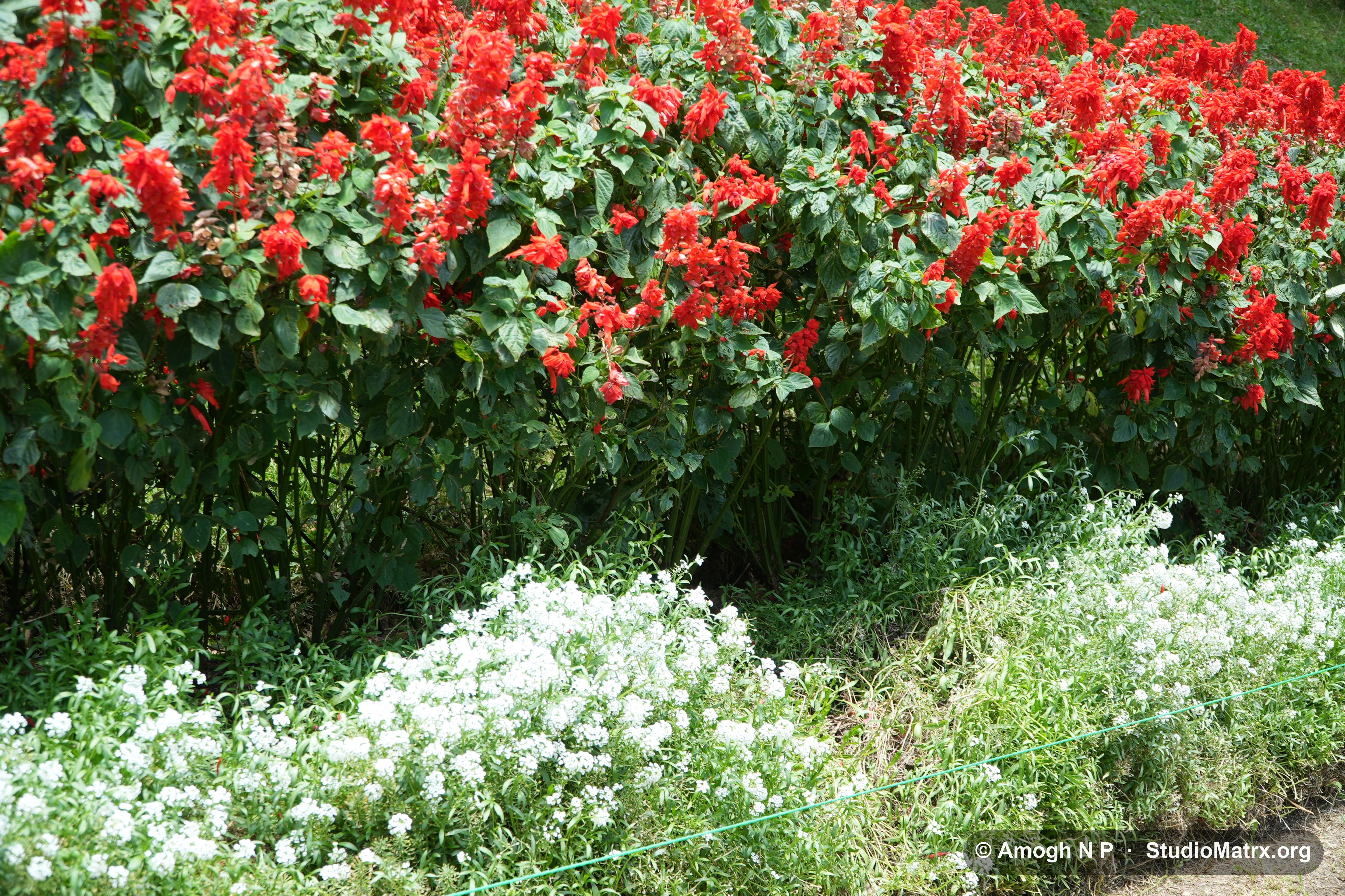 Flower photograph, Sri Lanka (May 2021) — @Amogh N P, StudioMatrx.org