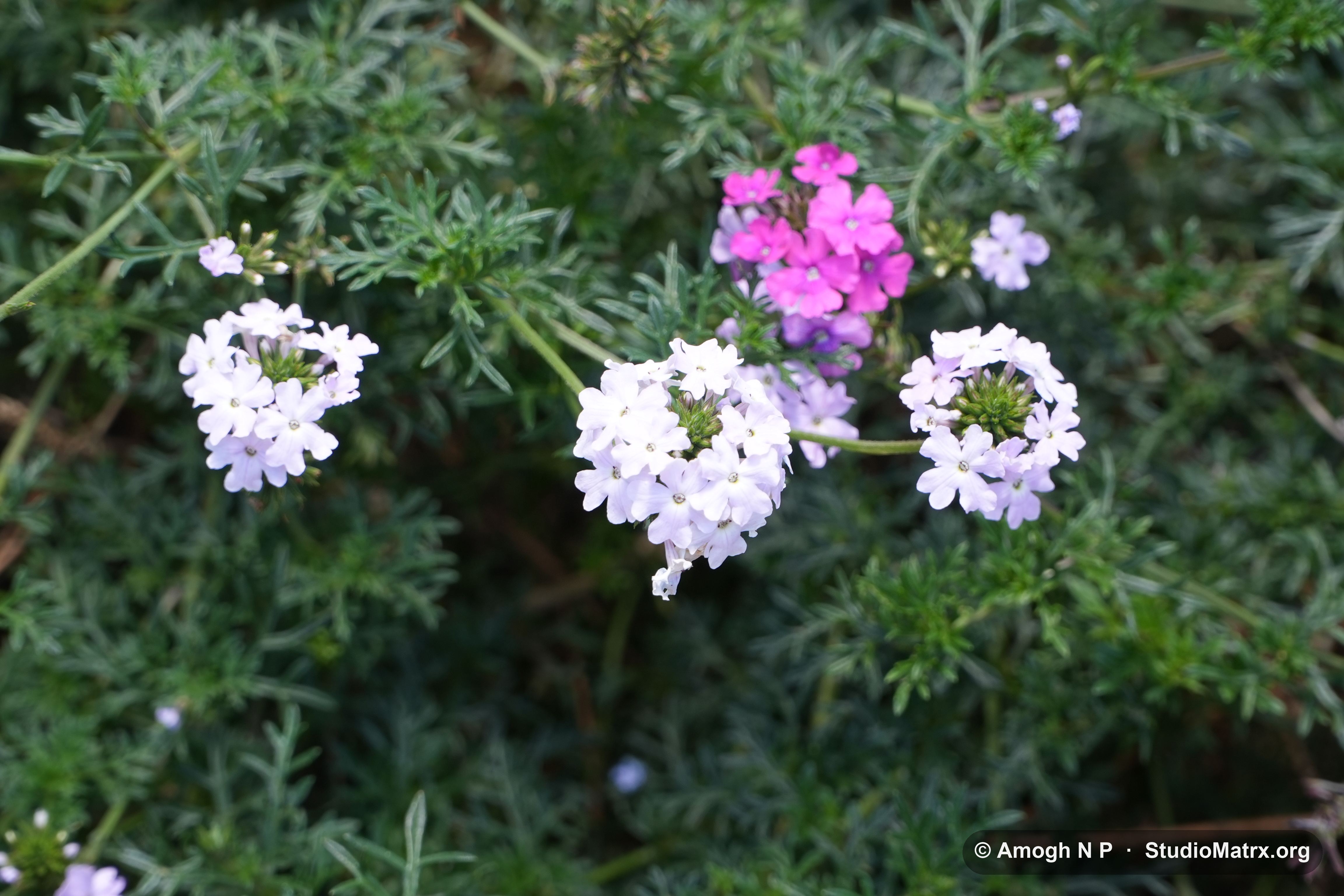 Flower photograph, Sri Lanka (May 2021) — @Amogh N P, StudioMatrx.org