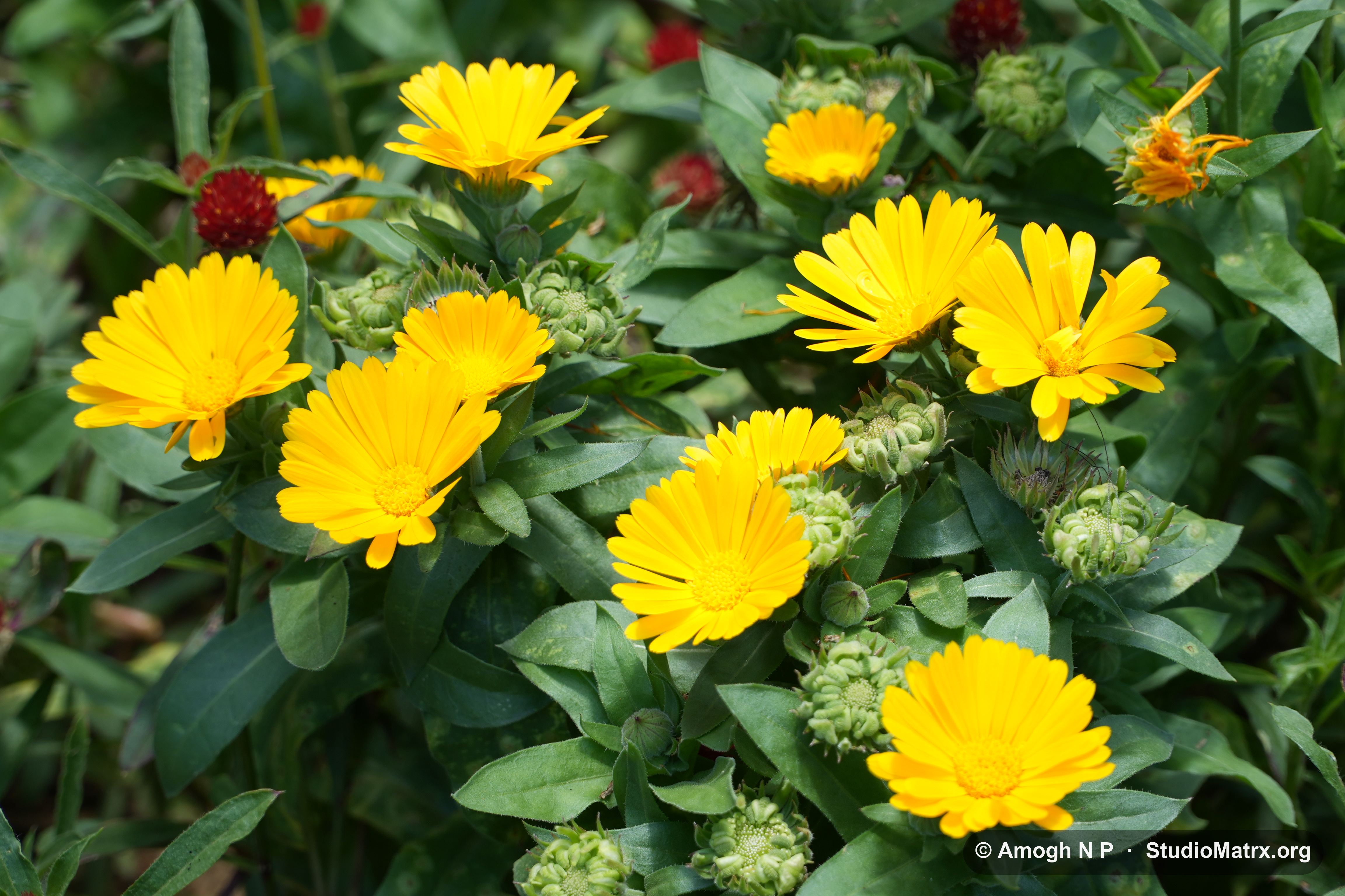 Flower photograph, Sri Lanka (May 2021) — @Amogh N P, StudioMatrx.org