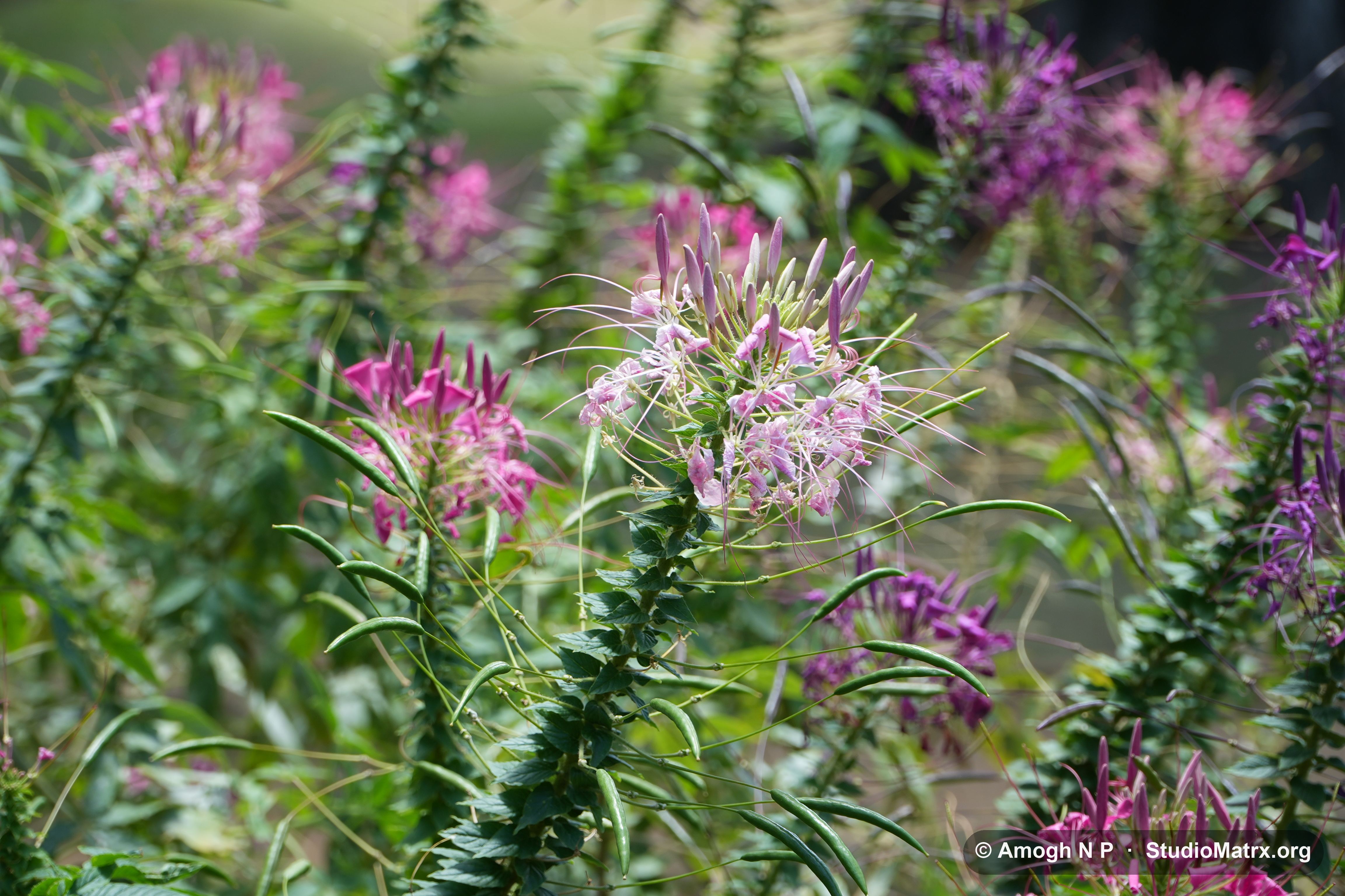 Flower photograph, Sri Lanka (May 2021) — @Amogh N P, StudioMatrx.org