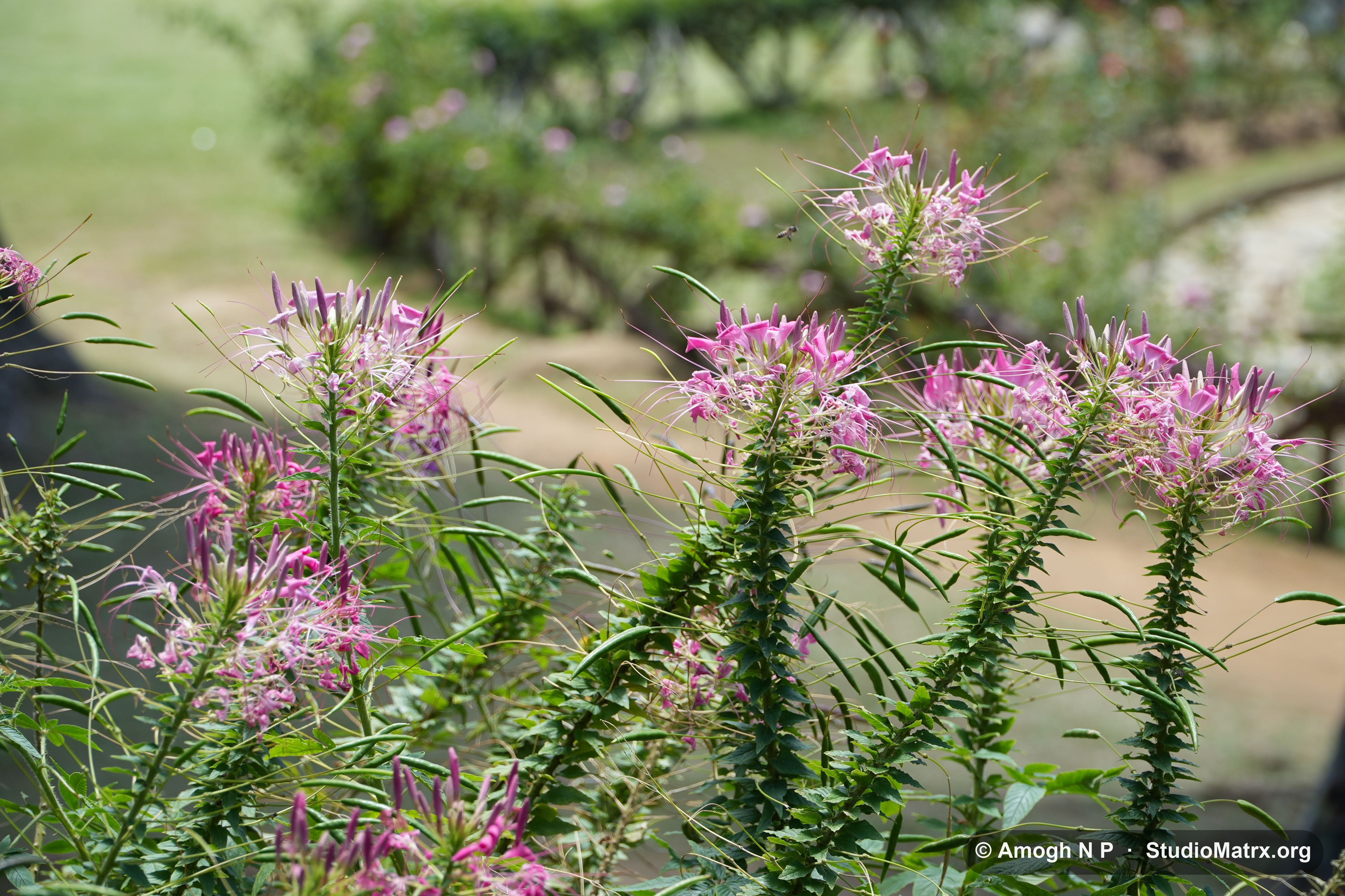 Flower photograph, Sri Lanka (May 2021) — @Amogh N P, StudioMatrx.org