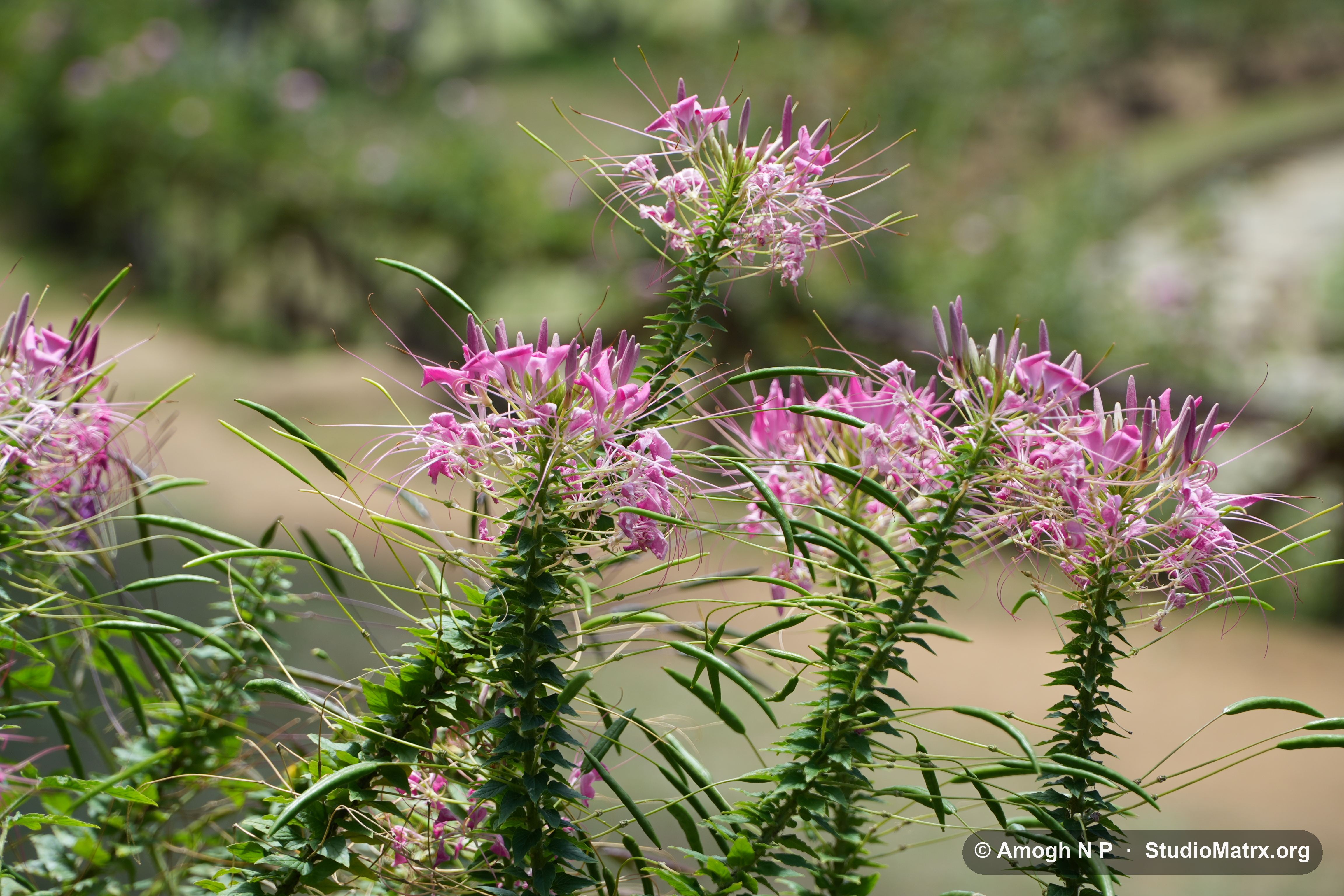 Flower photograph, Sri Lanka (May 2021) — @Amogh N P, StudioMatrx.org