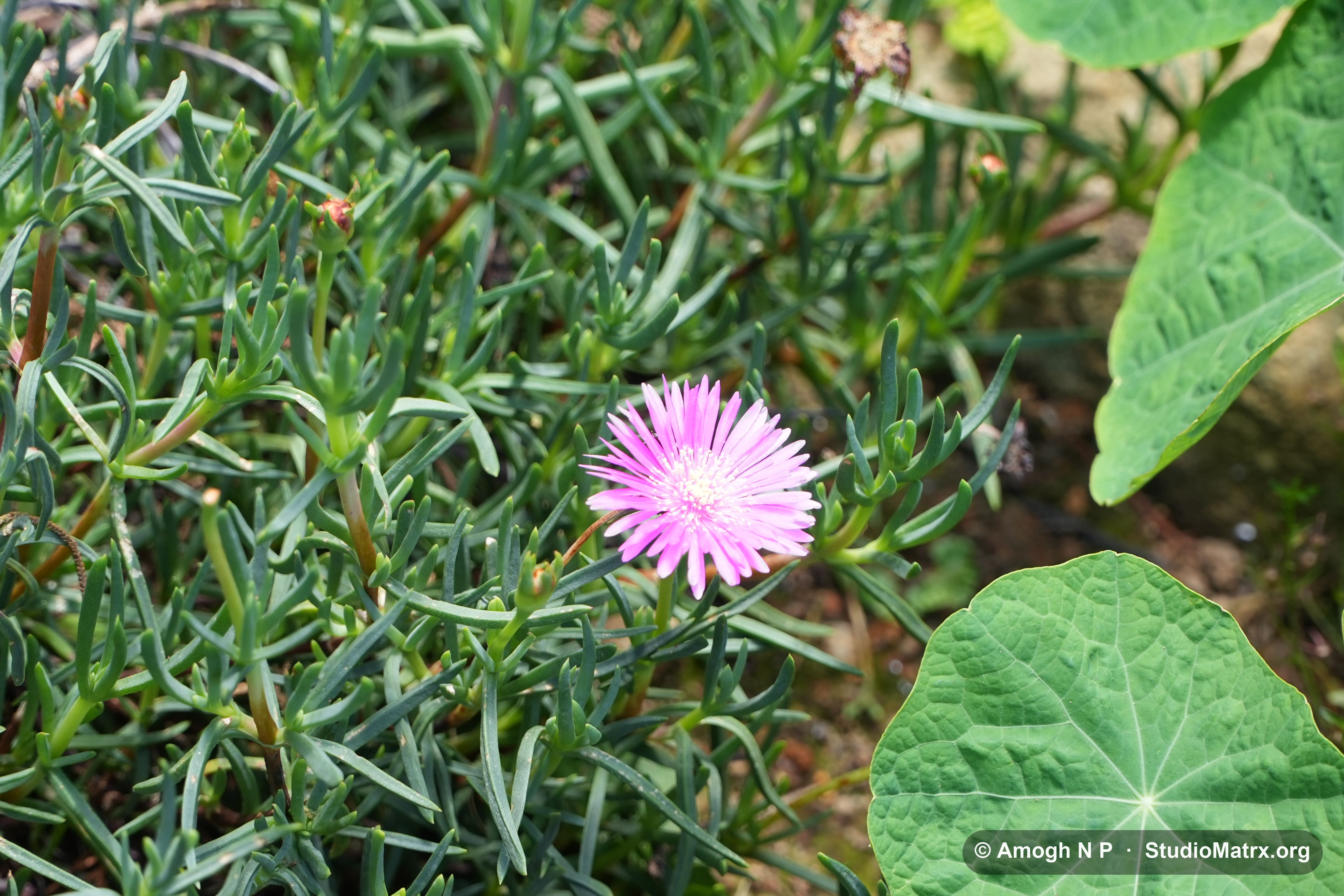 Flower photograph, Sri Lanka (May 2021) — @Amogh N P, StudioMatrx.org