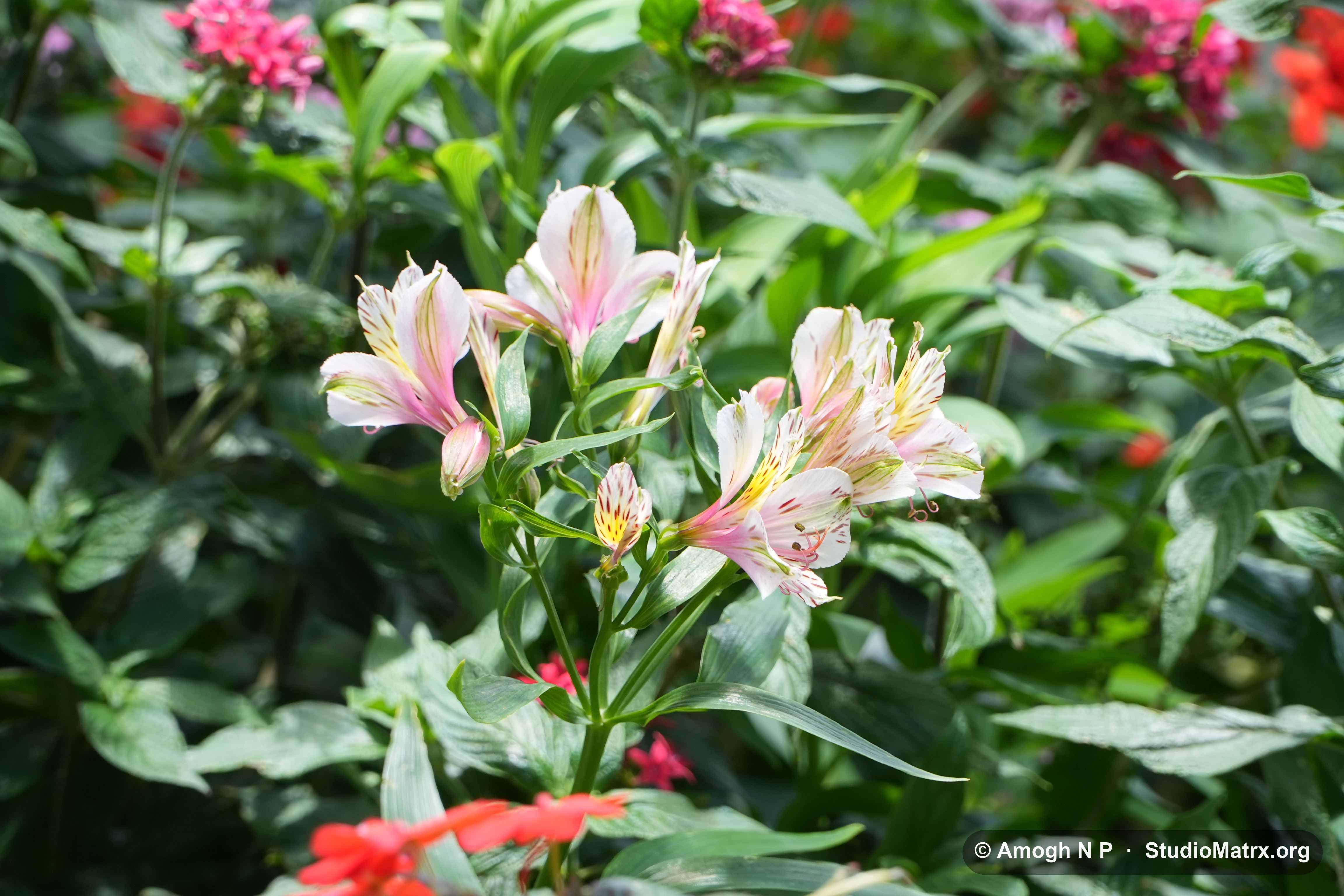 Flower photograph, Sri Lanka (May 2021) — @Amogh N P, StudioMatrx.org