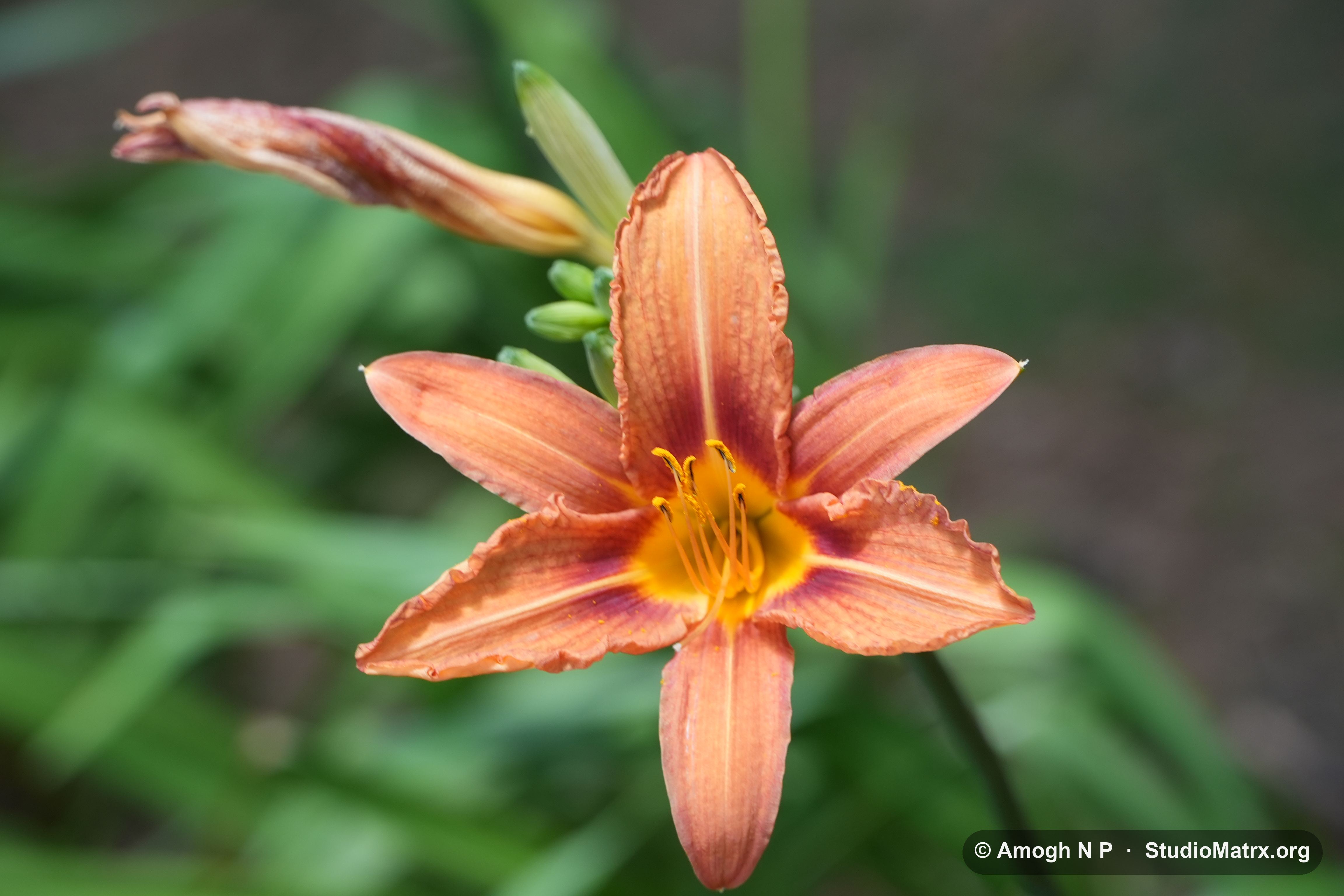Flower photograph, Sri Lanka (May 2021) — @Amogh N P, StudioMatrx.org